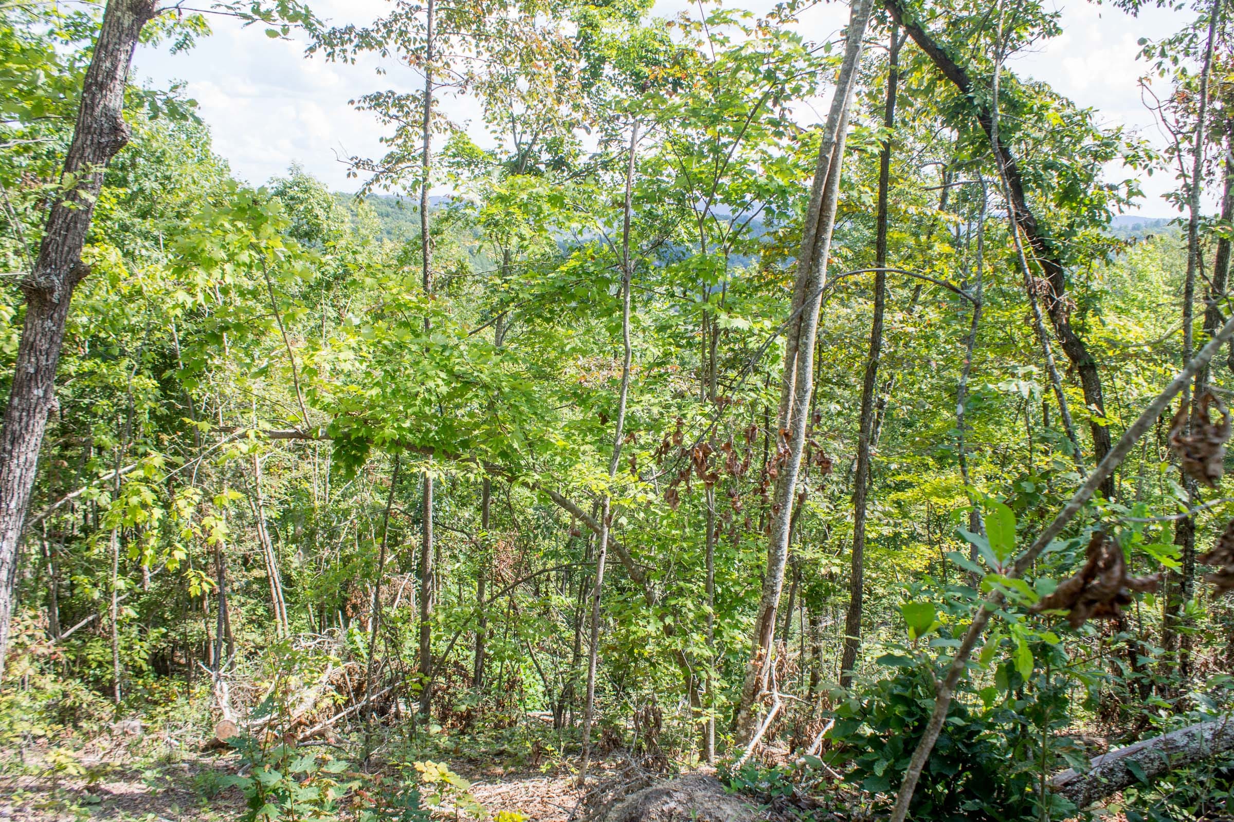 Buck Run Ridge Tract 8 photo 8