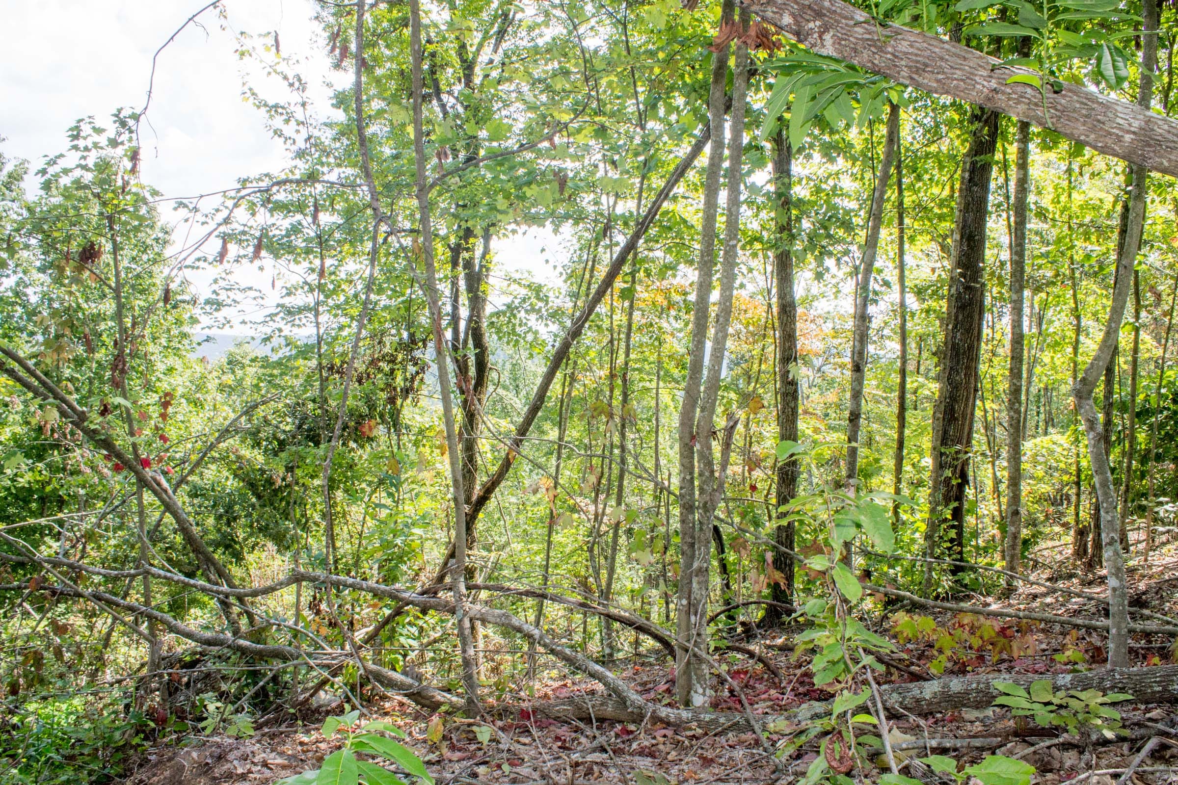 Buck Run Ridge Tract 8 photo 10
