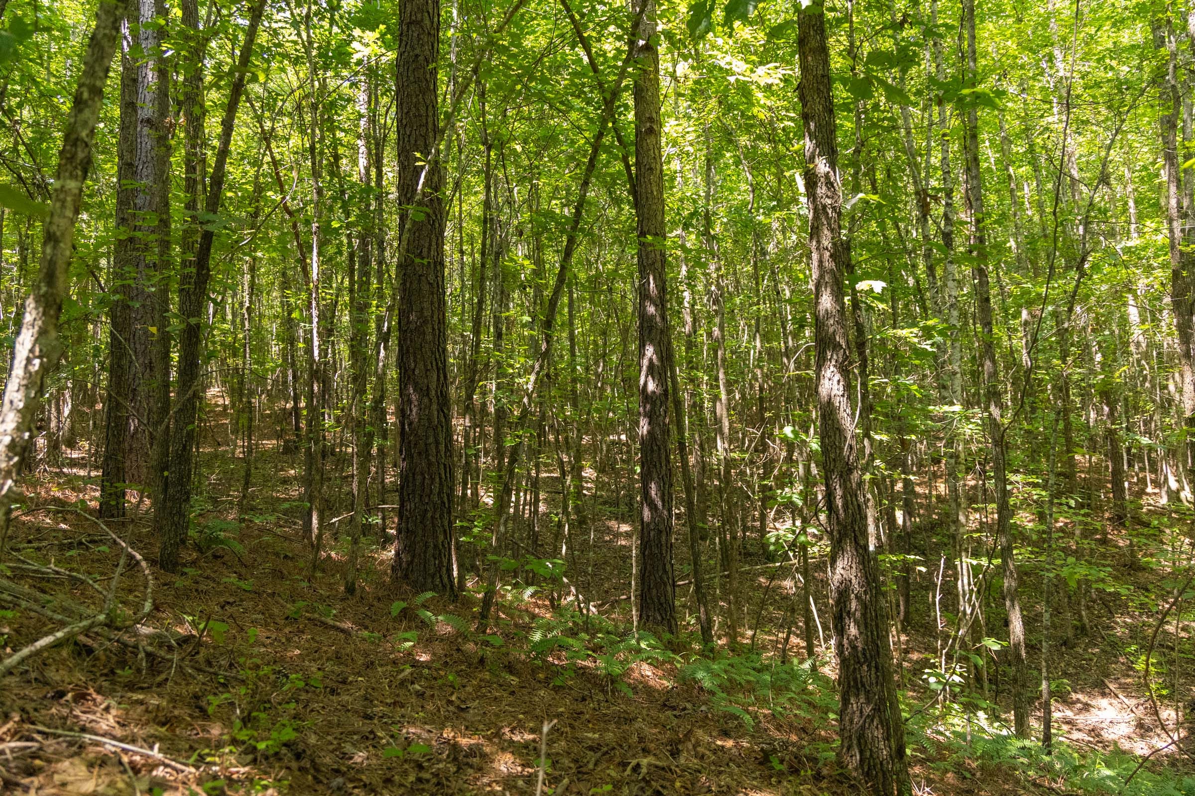 Olive Hill Tract 5 photo 11