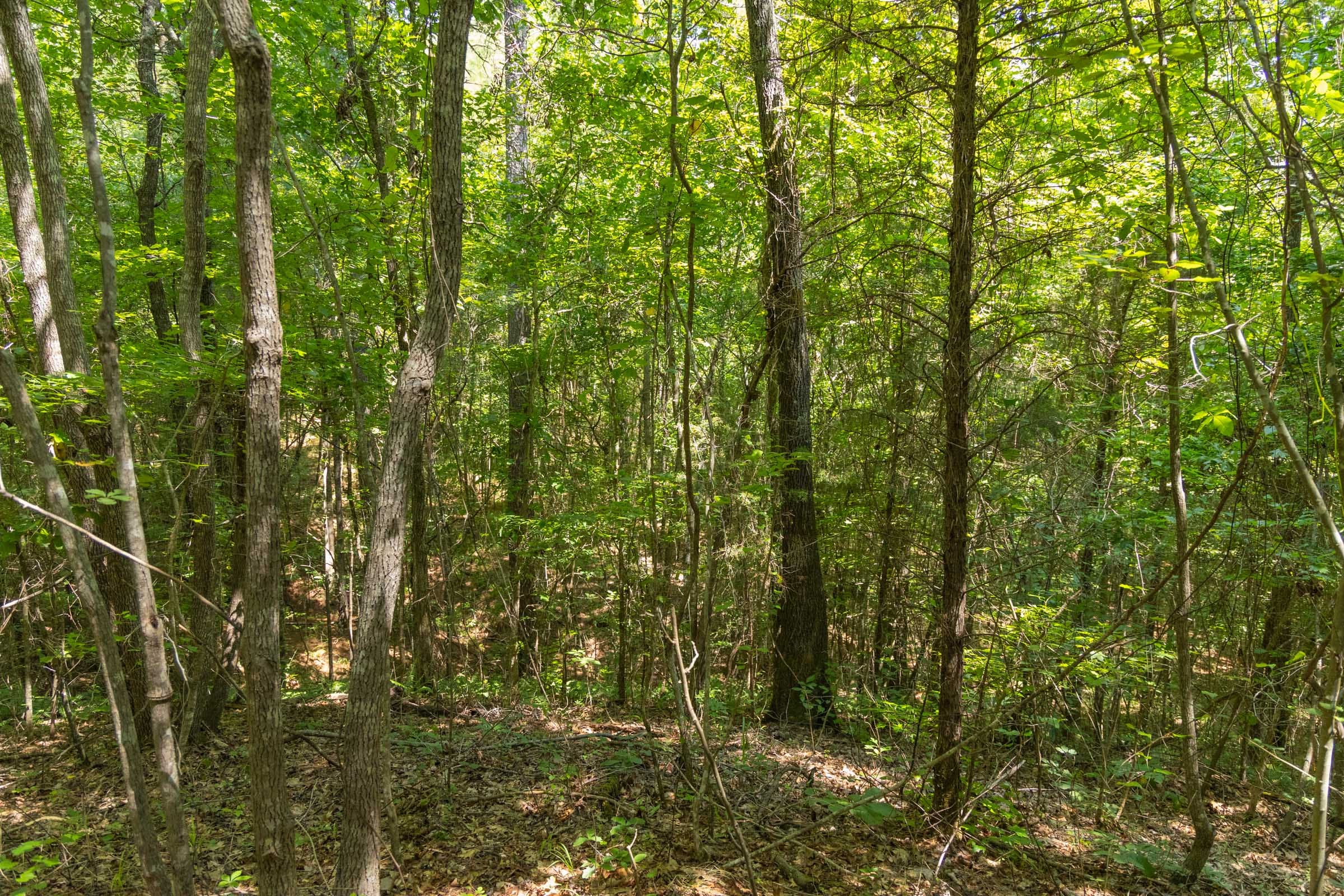 Olive Hill Tract 5 photo 10
