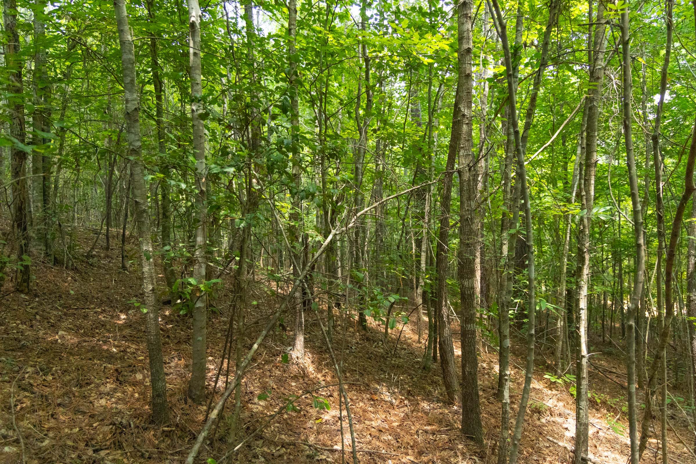 Olive Hill Tract 5 photo 9