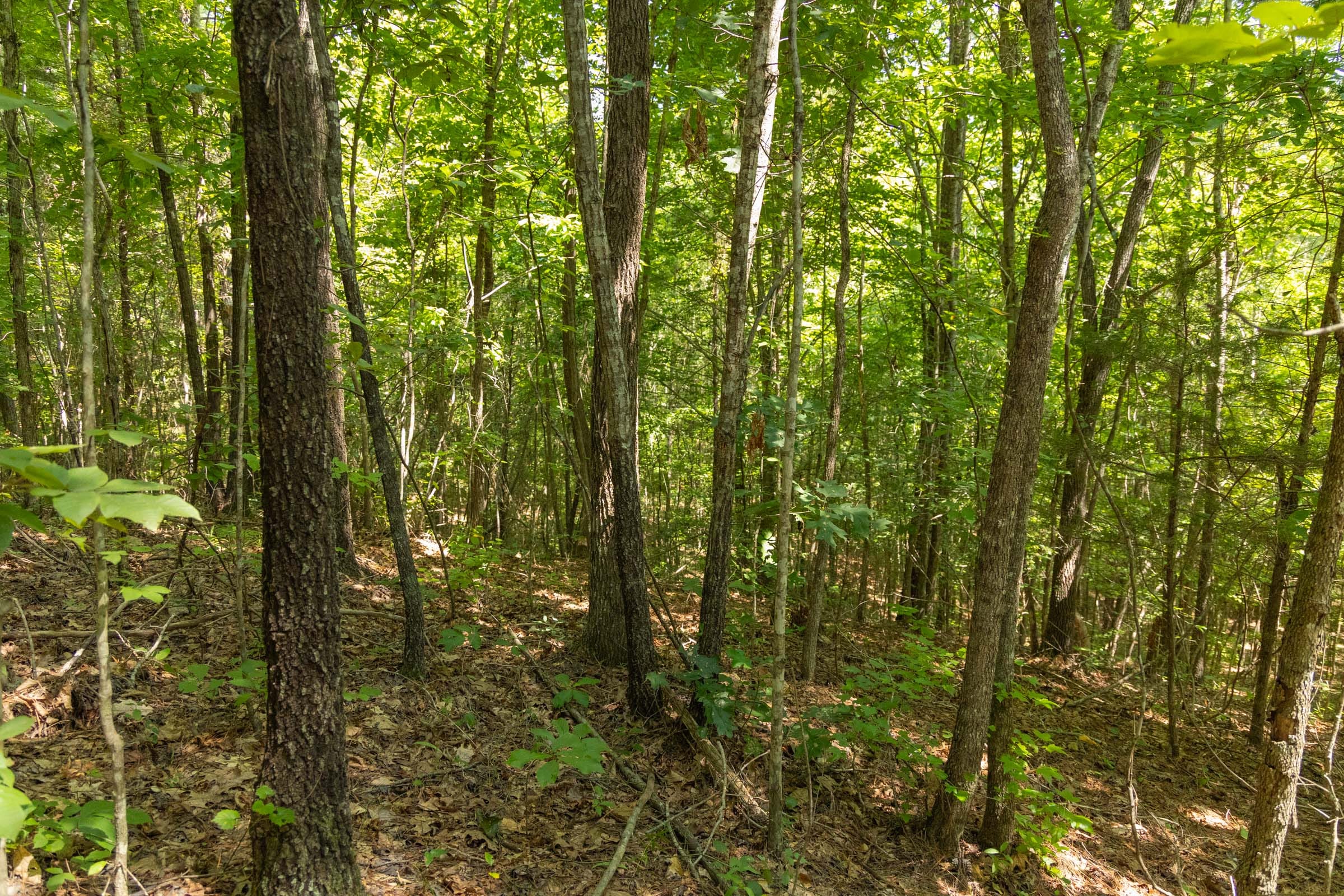 Olive Hill Tract 5 photo 8
