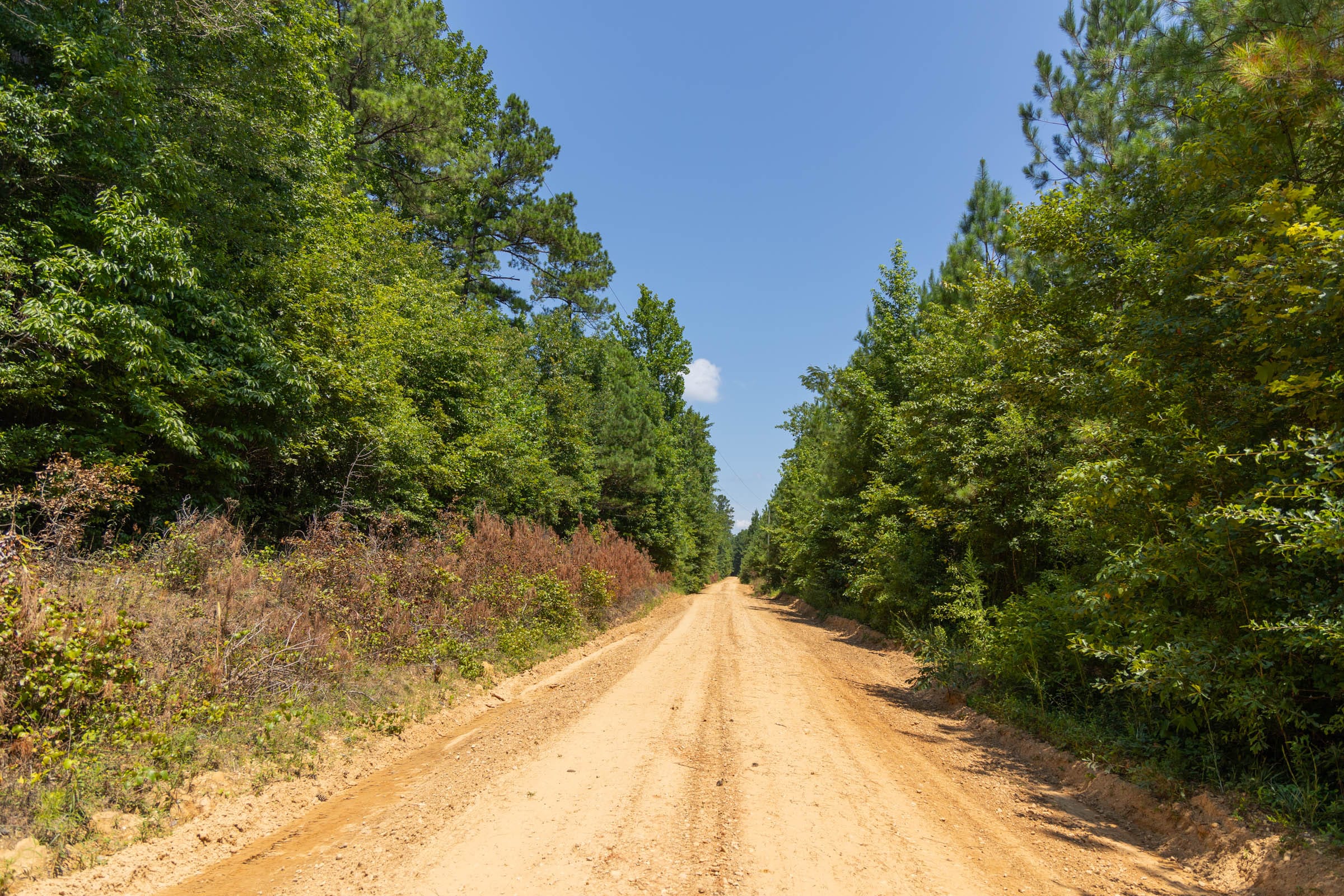 Olive Hill Tract 5 photo 7