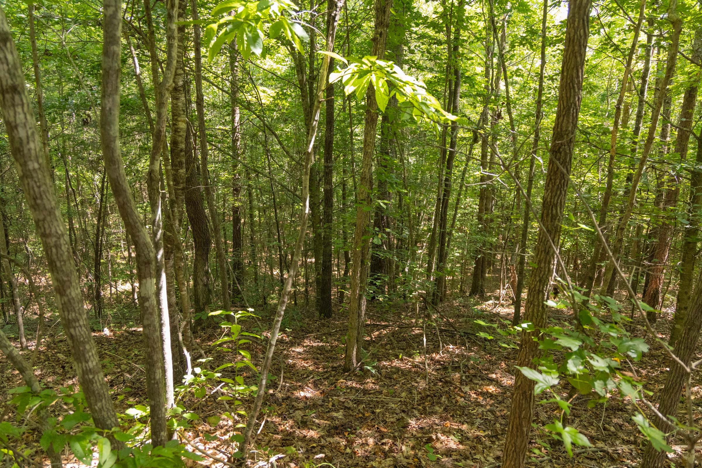 Olive Hill Tract 5 photo 6