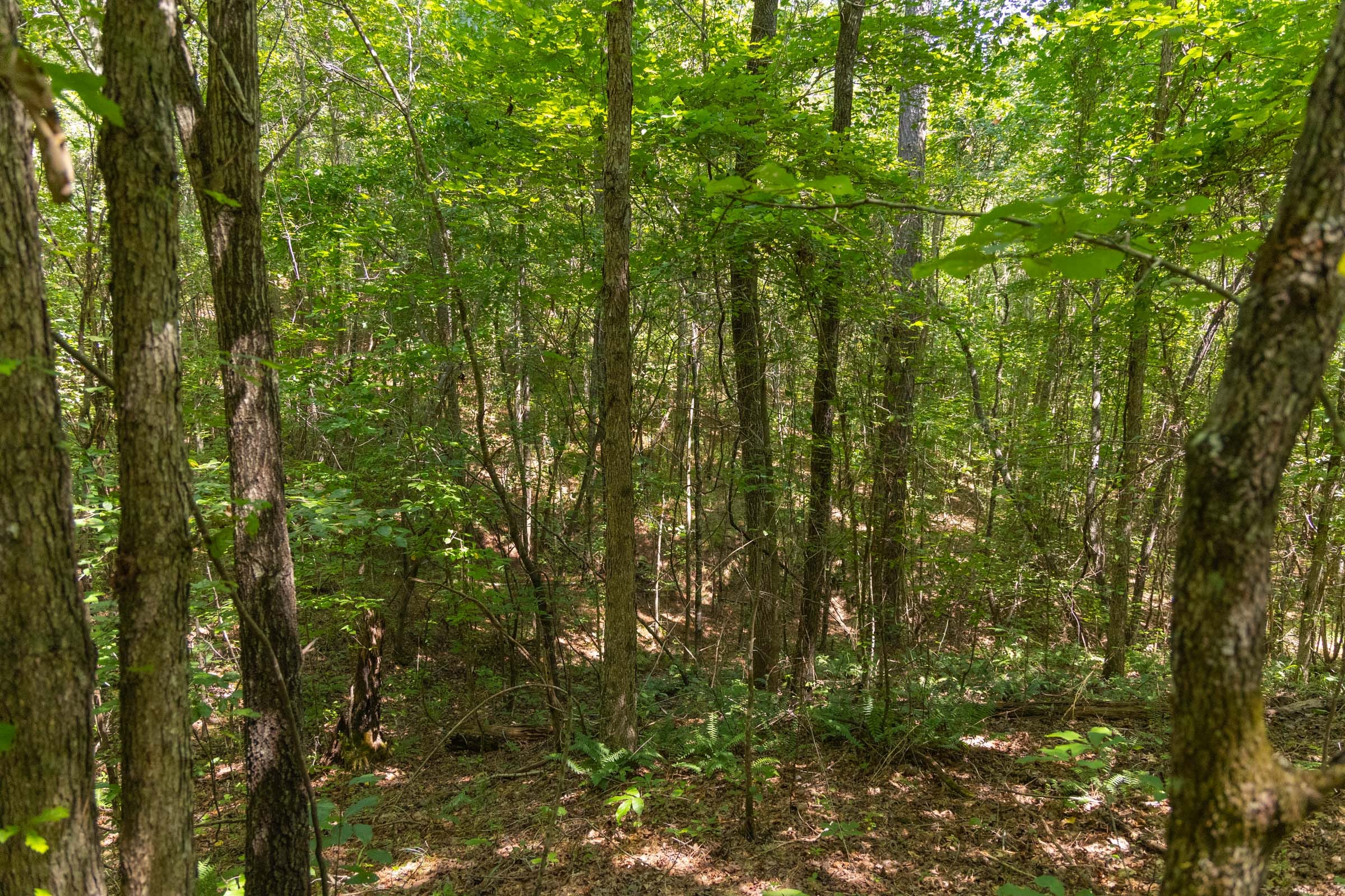 Olive Hill Tract 5 photo 5