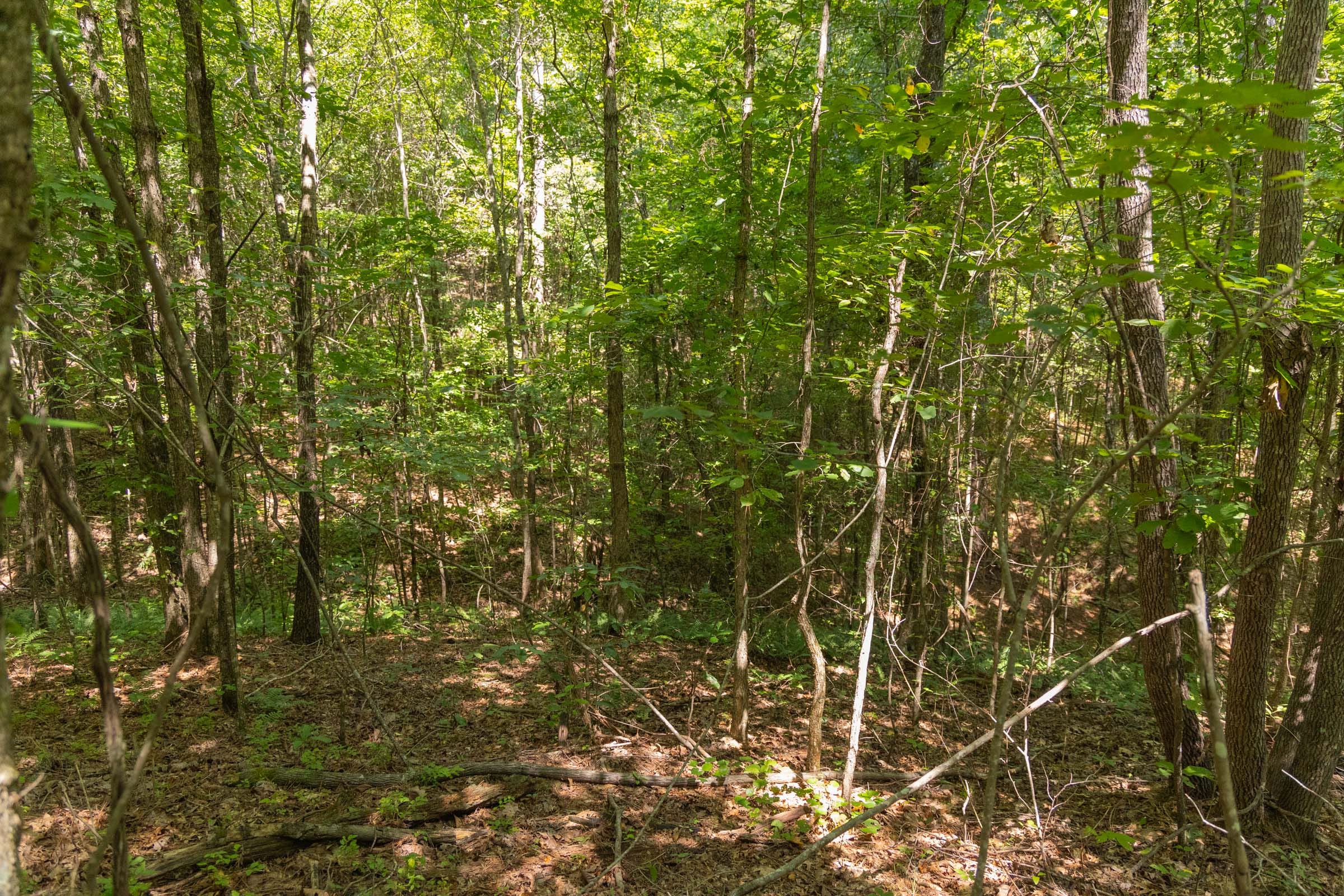 Olive Hill Tract 5 photo 4