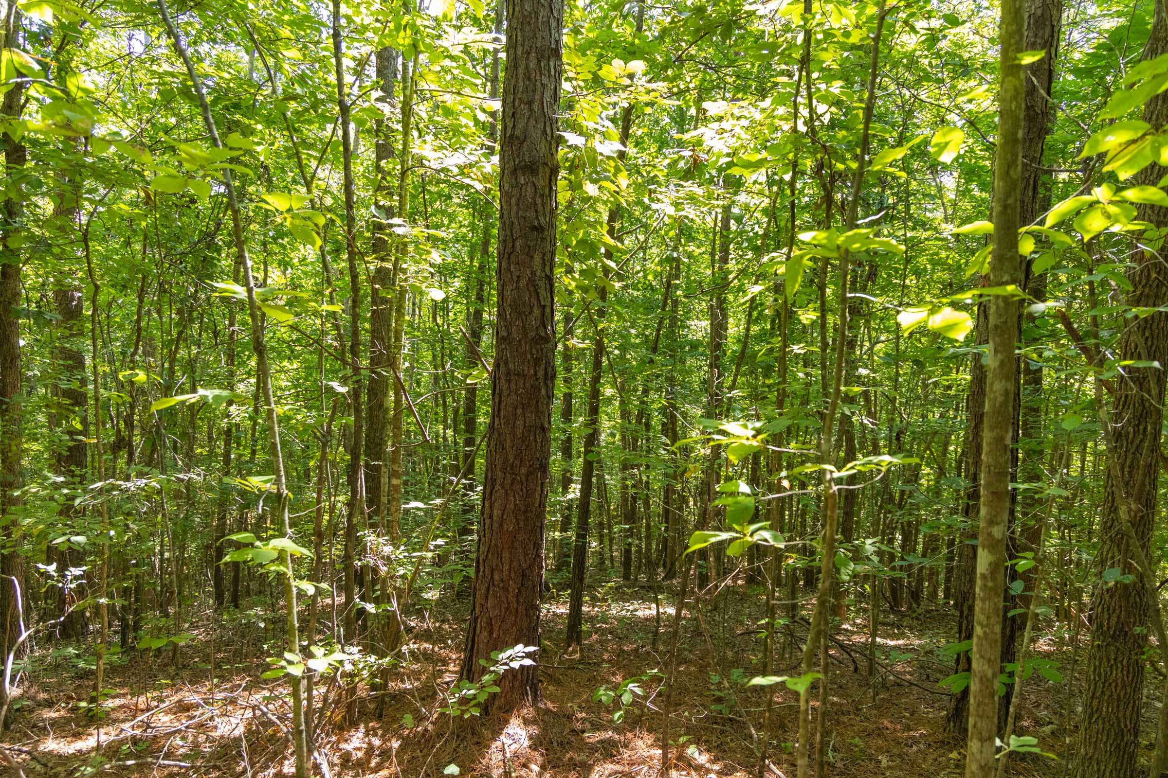 Olive Hill Tract 5 photo 13