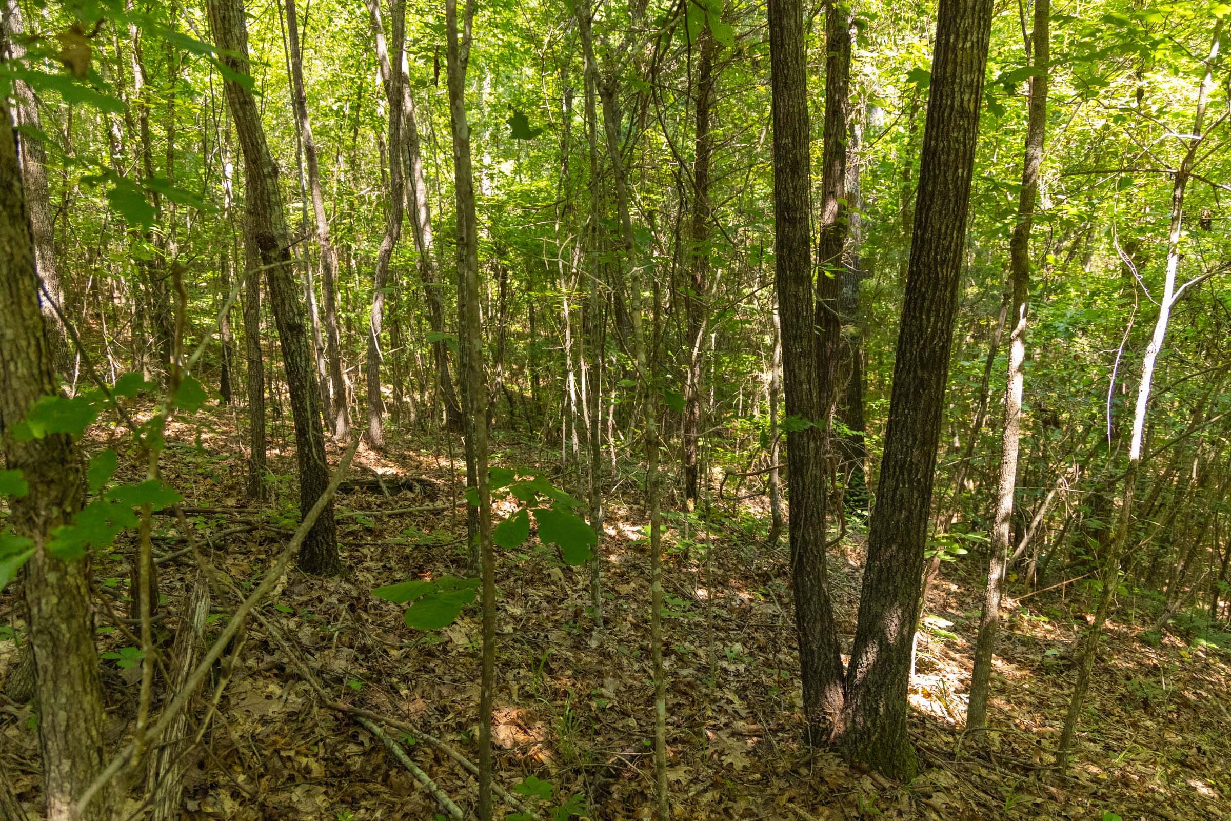 Olive Hill Tract 5 photo 12