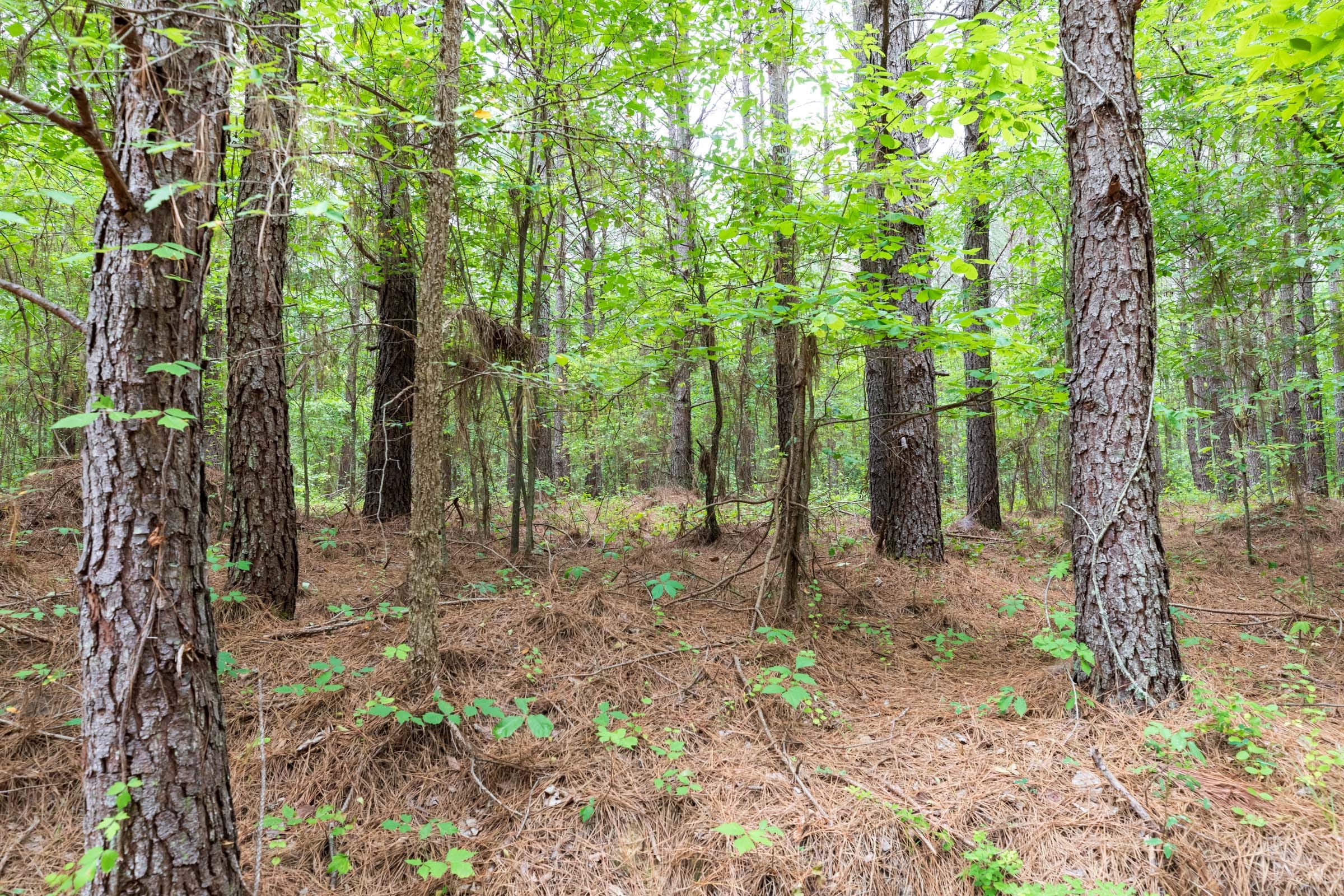Whiskey Ridge Tract 18 photo 3