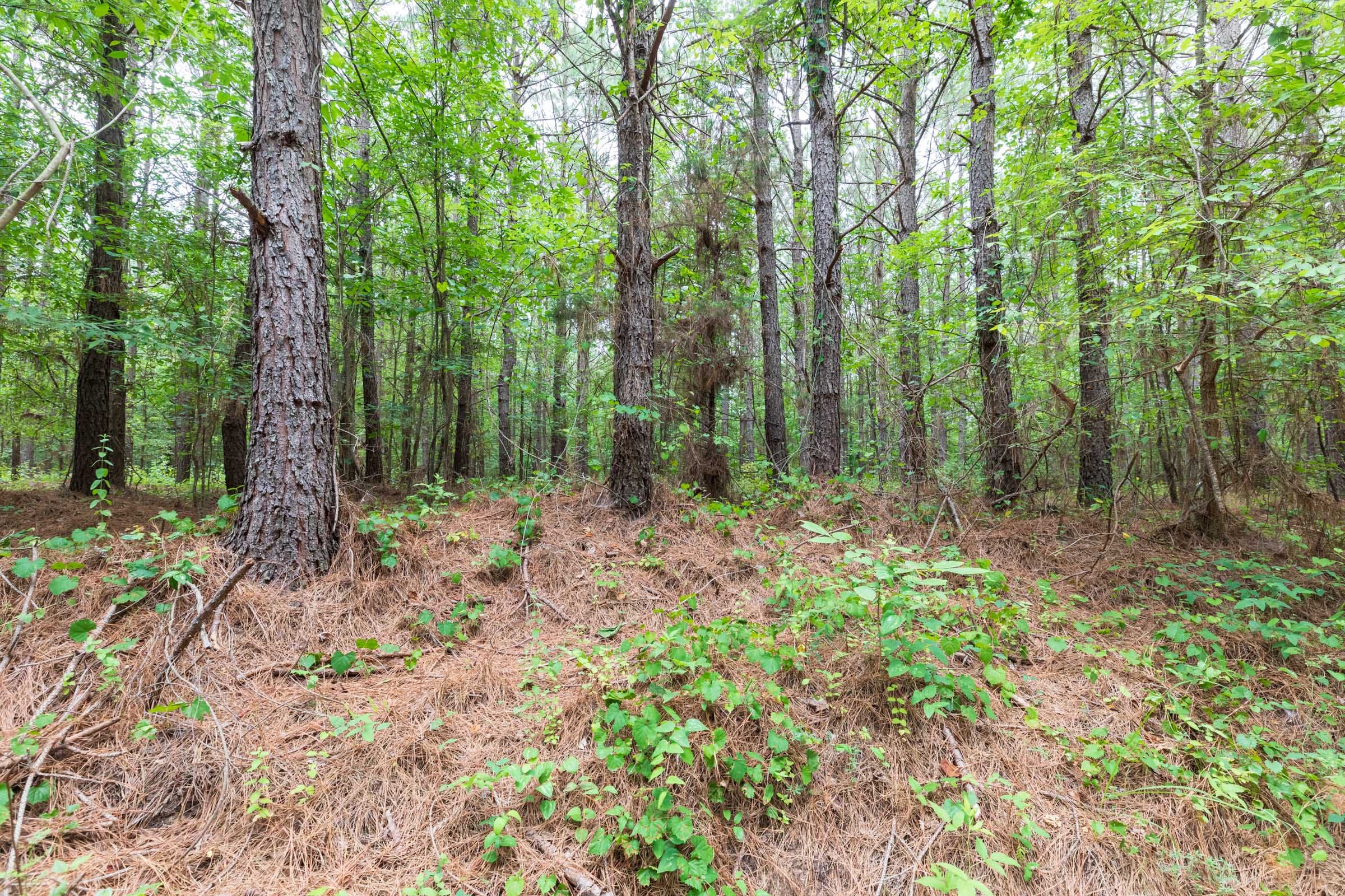 Whiskey Ridge Tract 18 photo 5