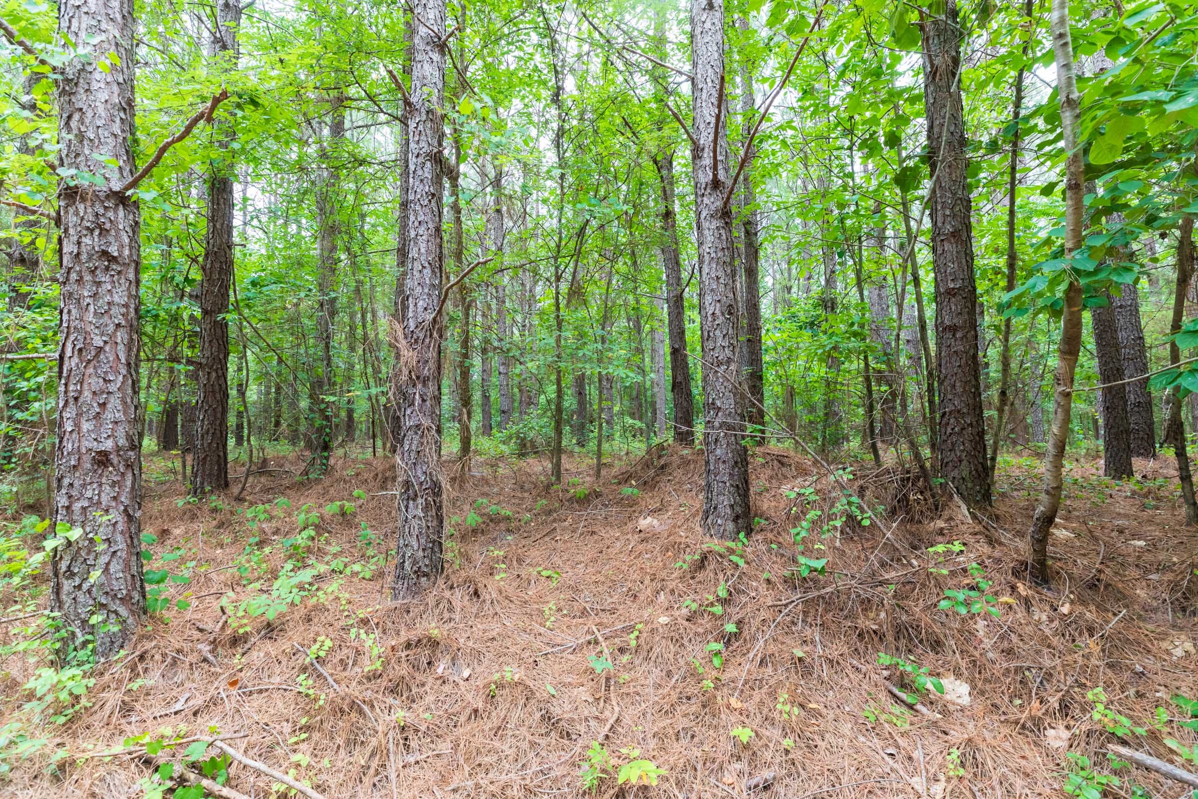 Whiskey Ridge Tract 18 photo 4