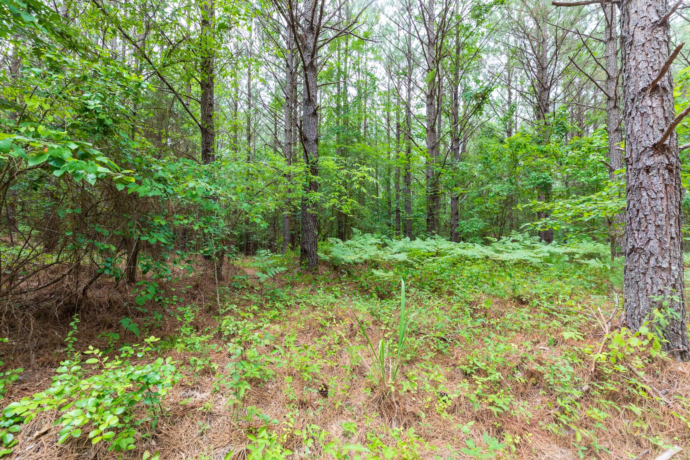 Whiskey Ridge Tract 18 photo 7
