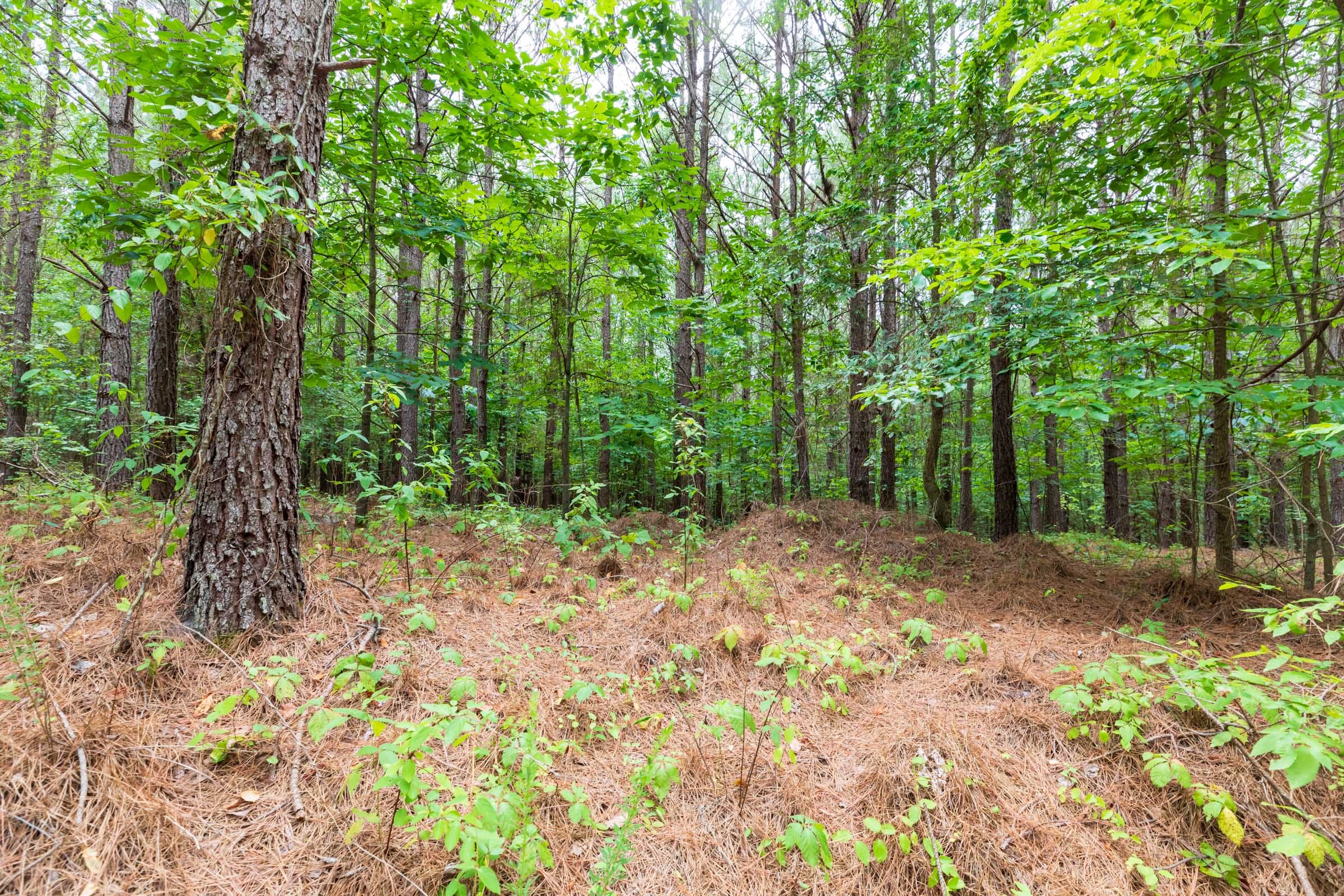 Whiskey Ridge Tract 18 photo 8