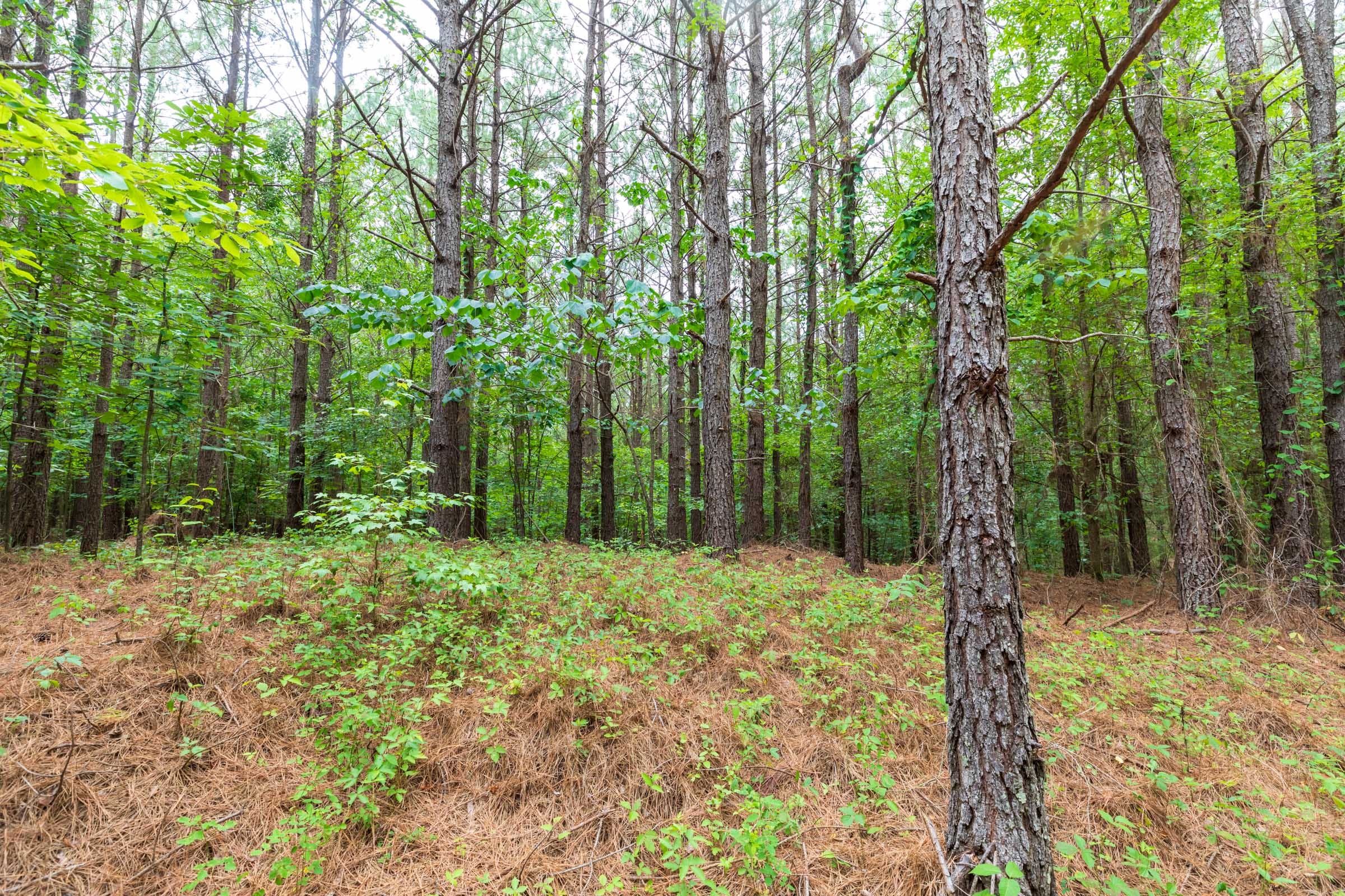 Whiskey Ridge Tract 18 photo 9