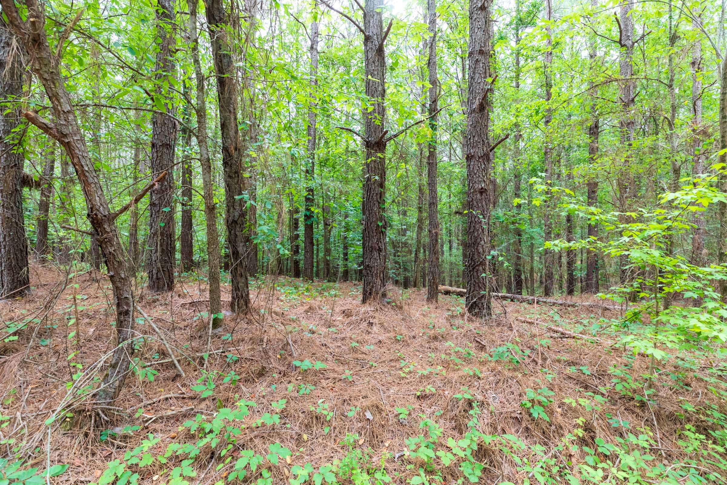 Whiskey Ridge Tract 18 photo 10
