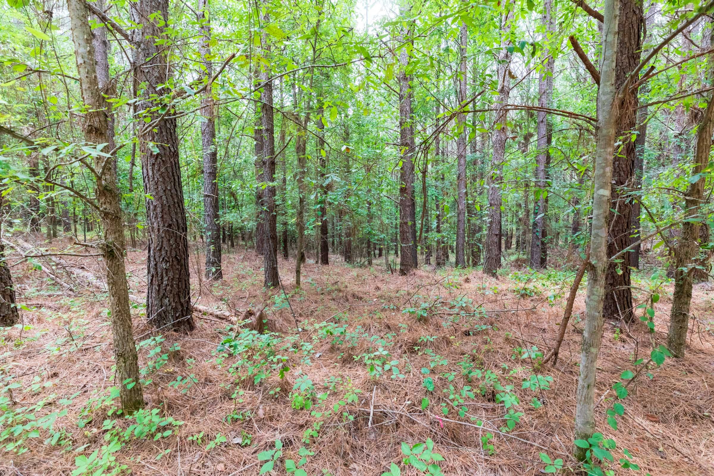 Whiskey Ridge Tract 18 photo 12