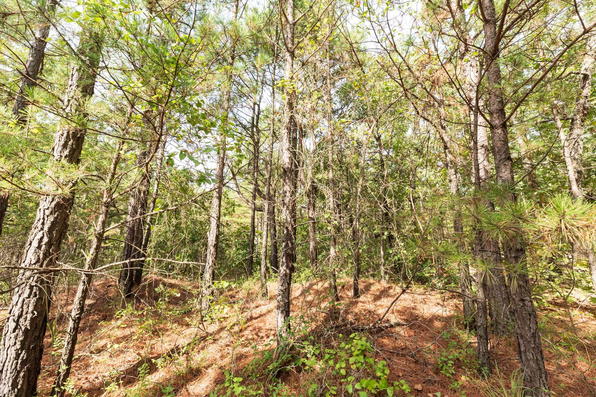 Stone Bridge Phase V Tract 388 photo 15