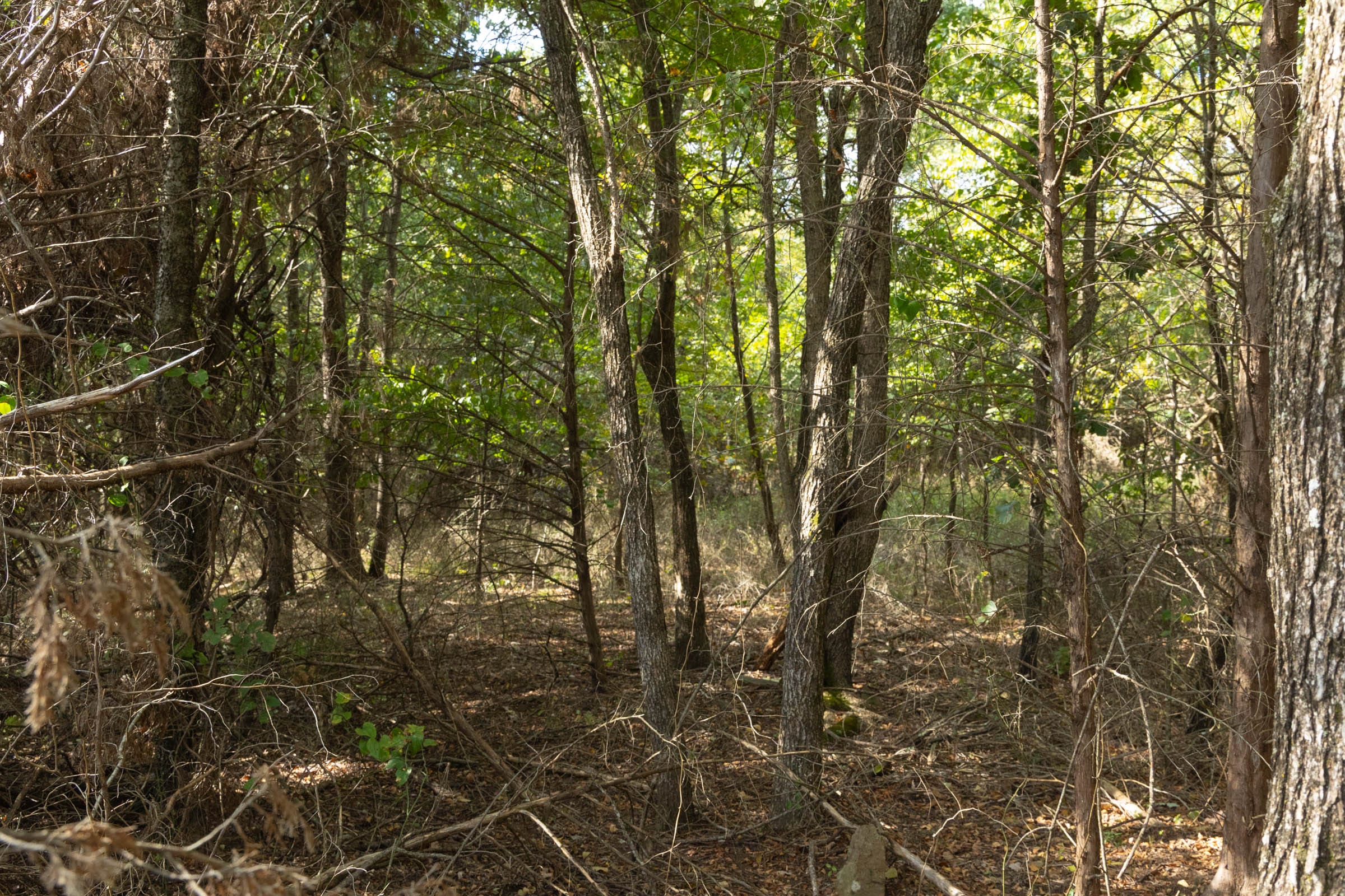 Reserves At Cattail Cove Phase II Tract 83 photo 6