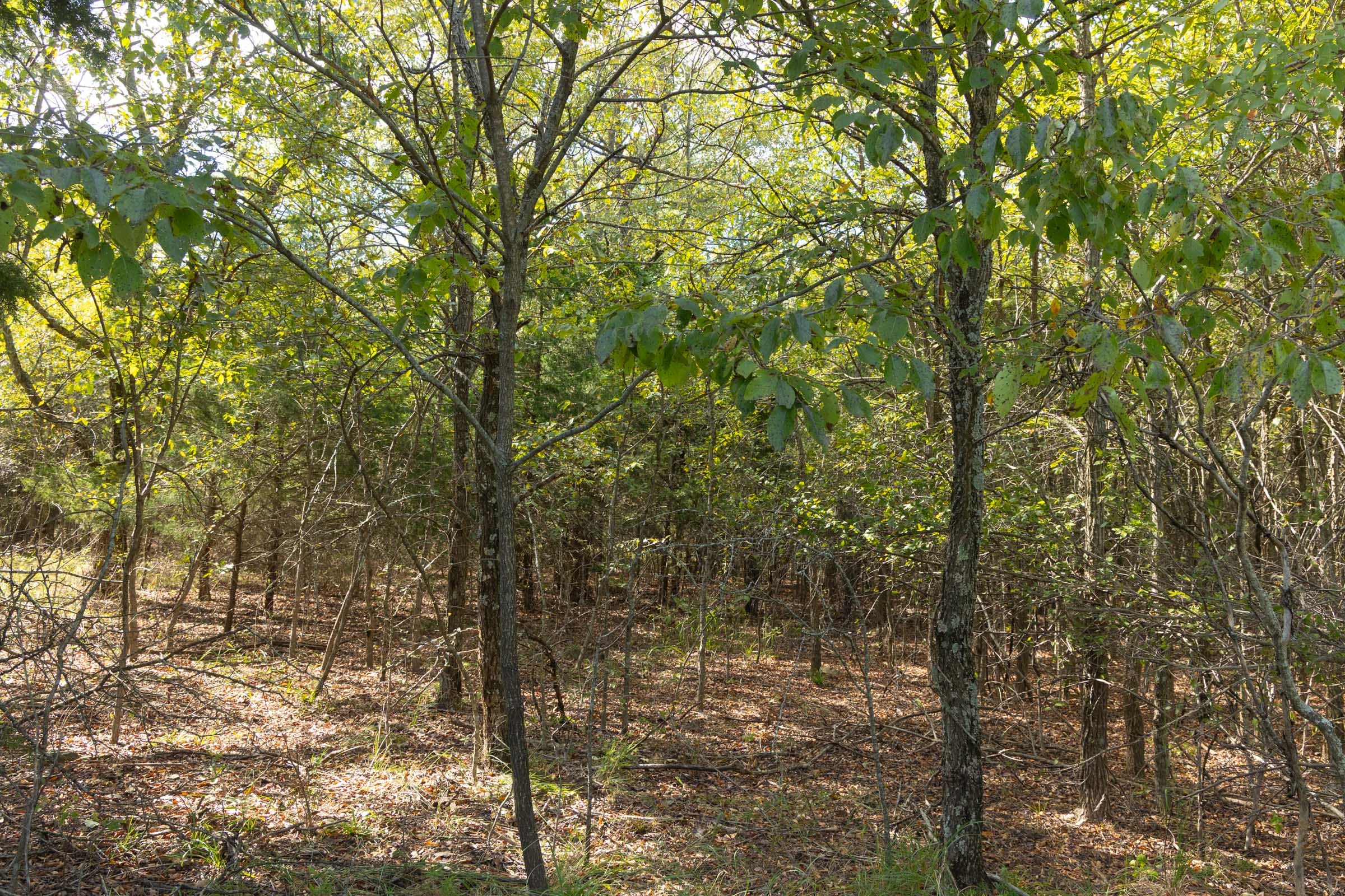 Reserves At Cattail Cove Phase II Tract 83 photo 3