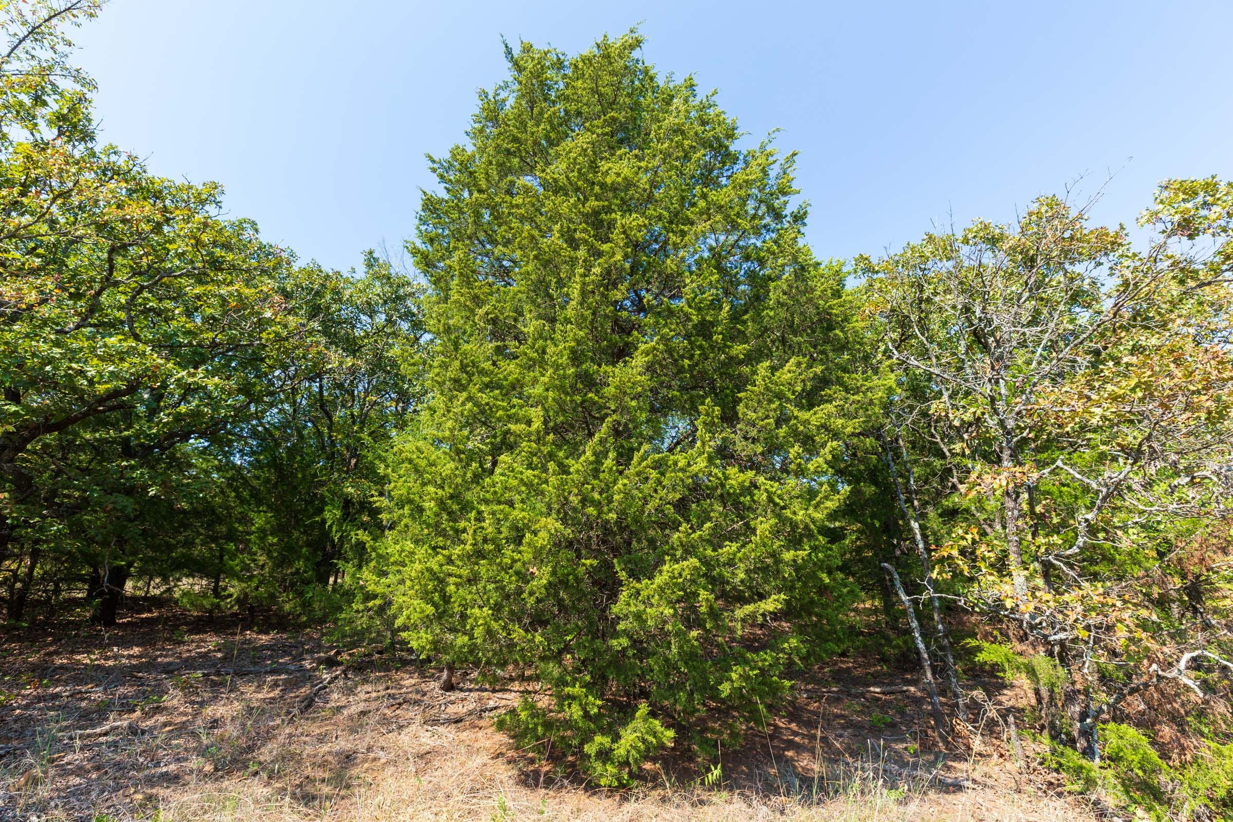 Canyon Creek Tract 17 photo 3