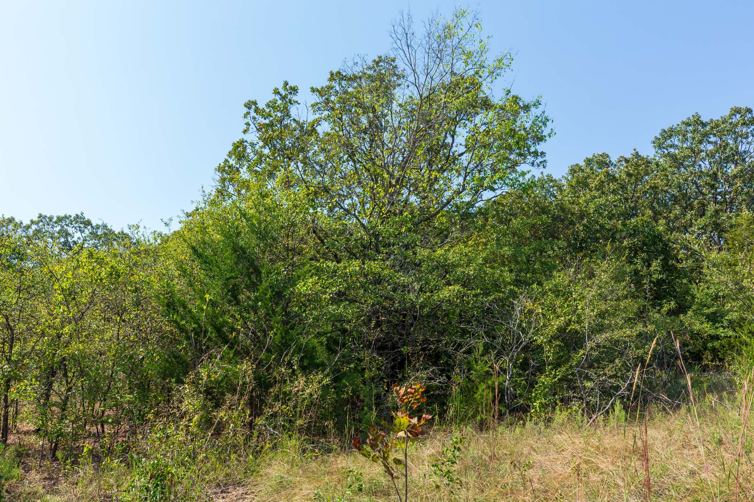 Canyon Creek Tract 17 photo 8