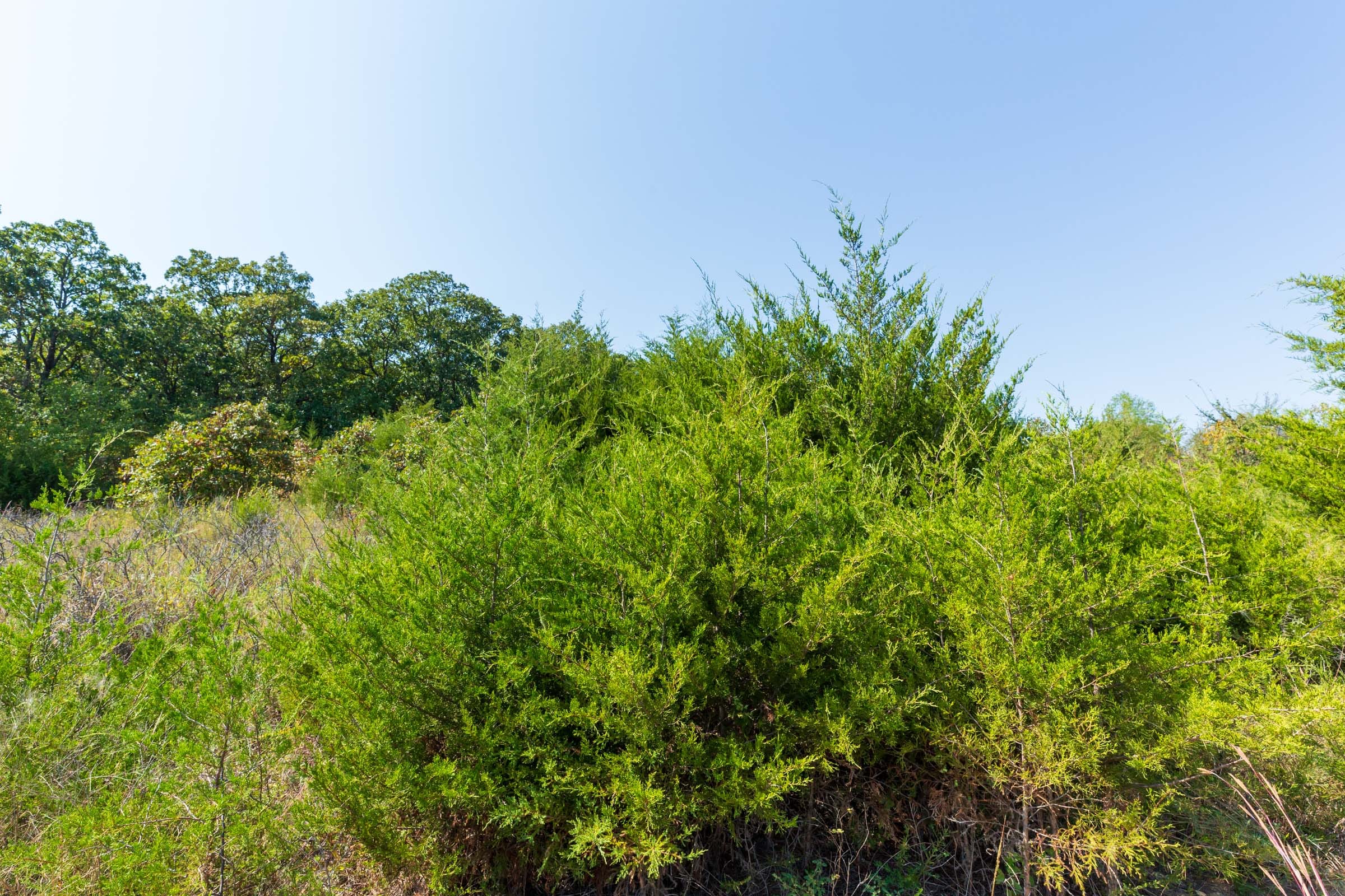 Canyon Creek Tract 17 photo 12