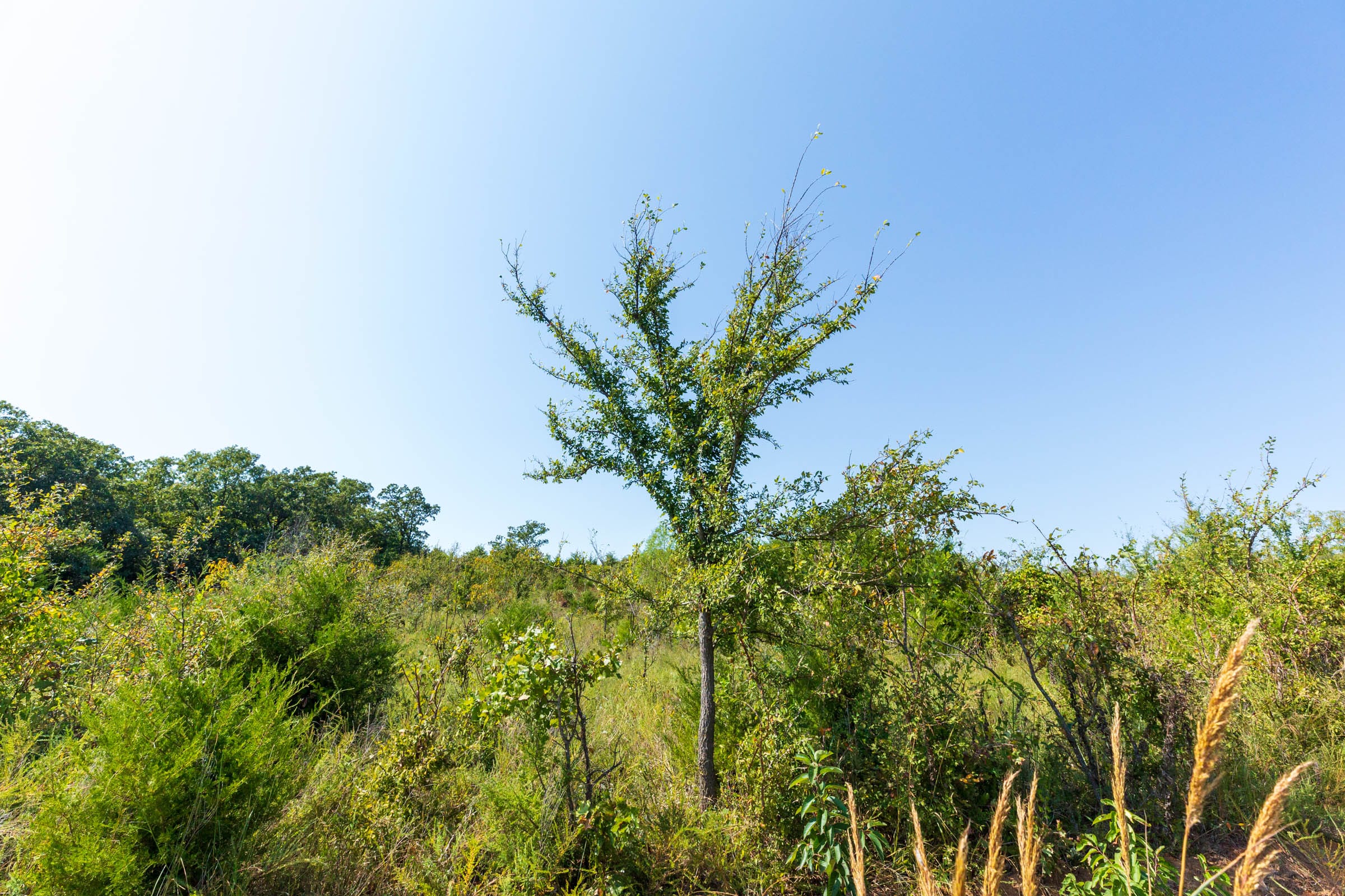 Canyon Creek Tract 17 photo 10
