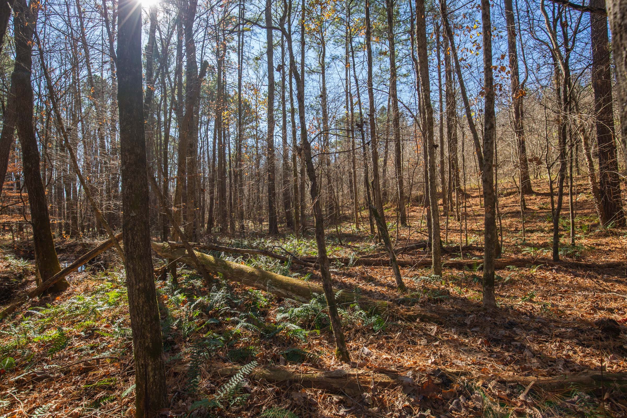 Pine Ridge Tract 8 photo 2