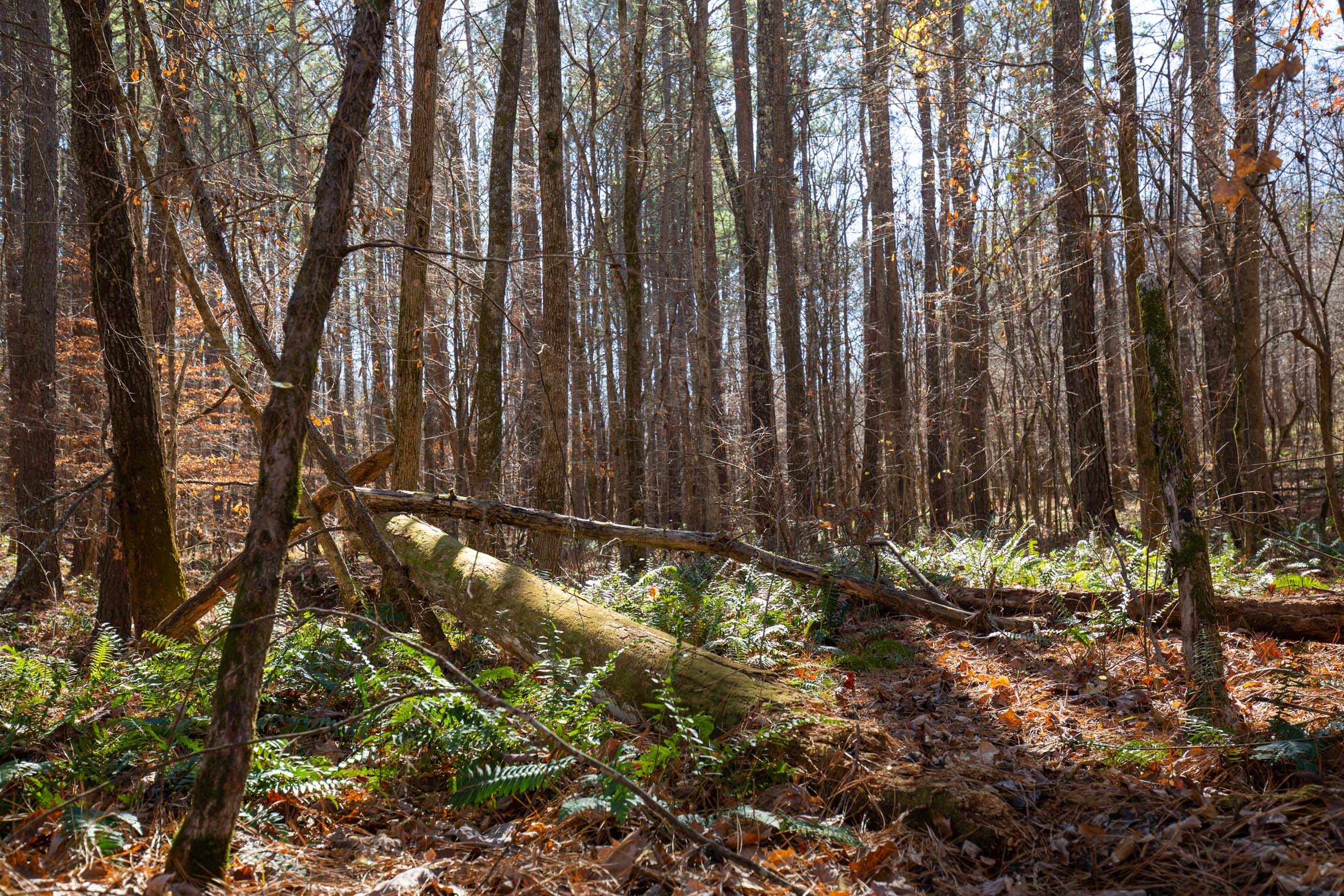 Pine Ridge Tract 8 photo 4