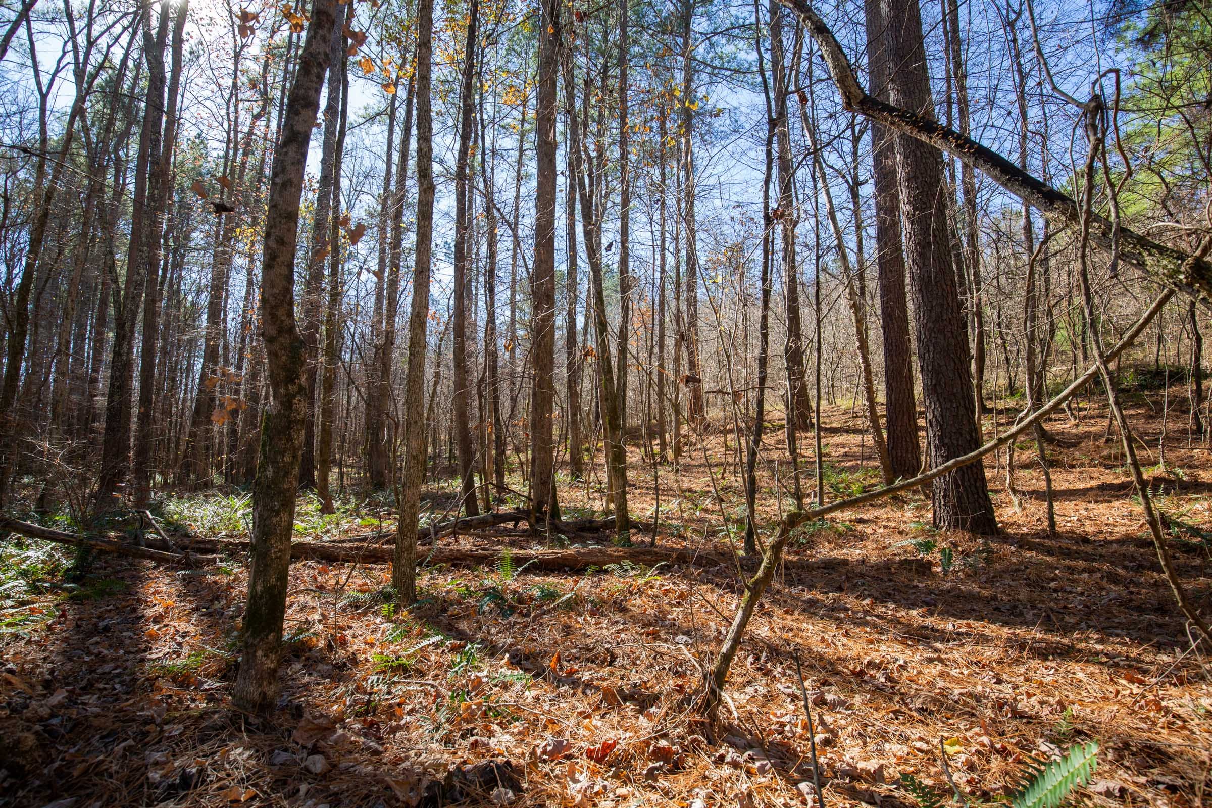 Pine Ridge Tract 8 photo 5