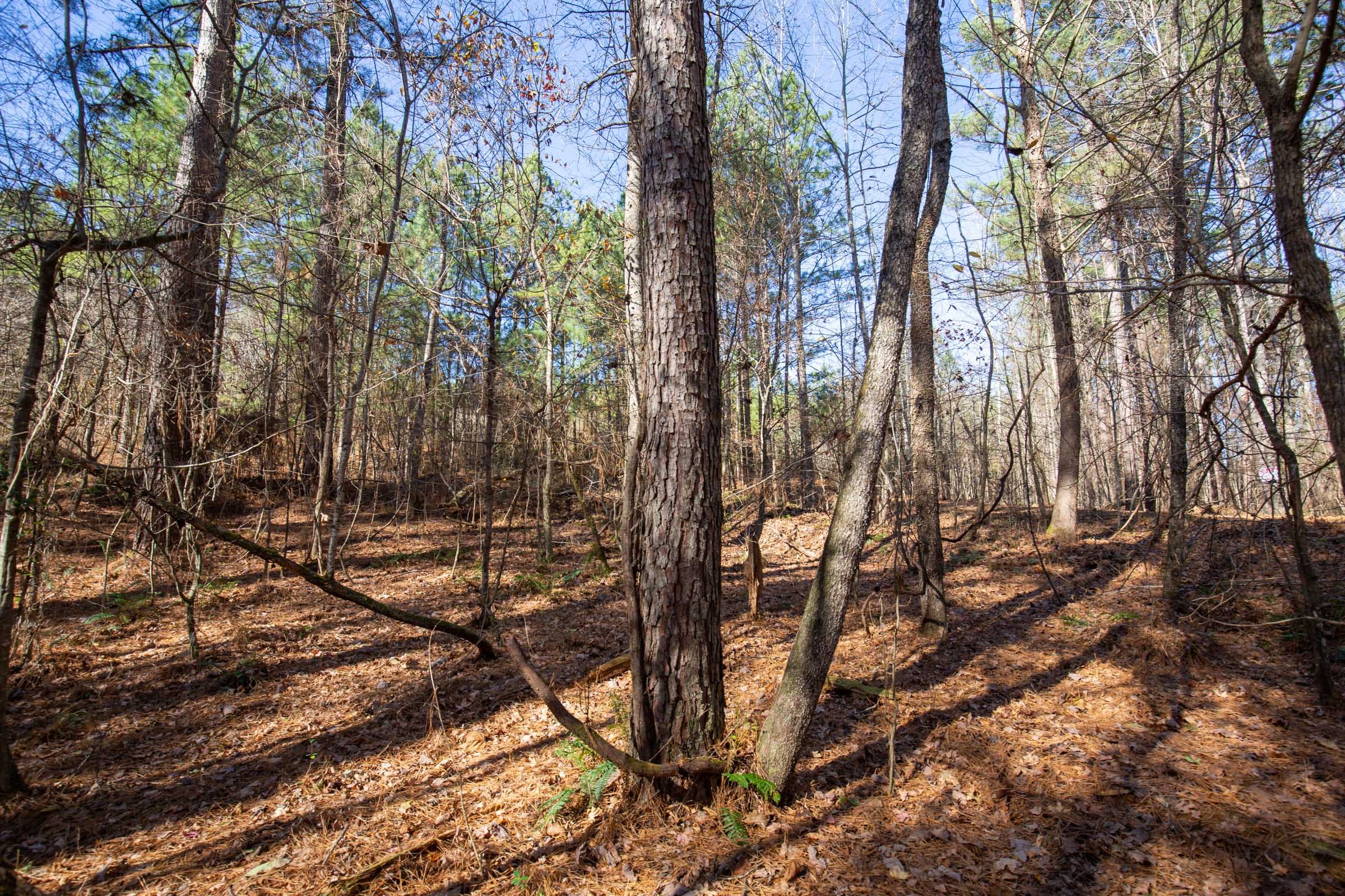 Pine Ridge Tract 8 photo 7