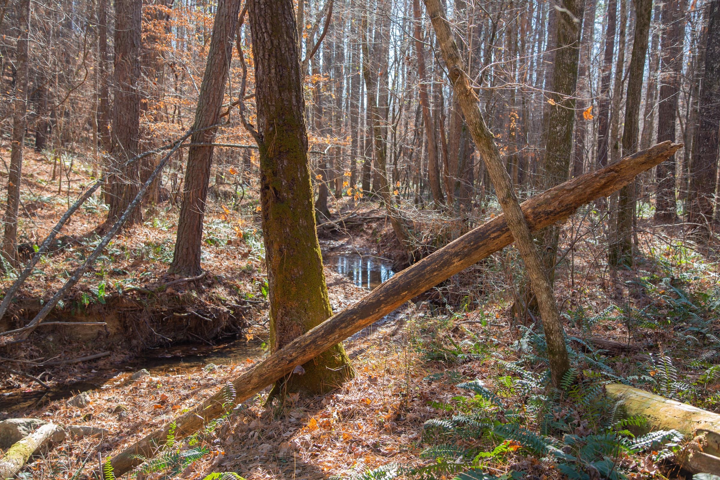 Pine Ridge Tract 8 photo 11