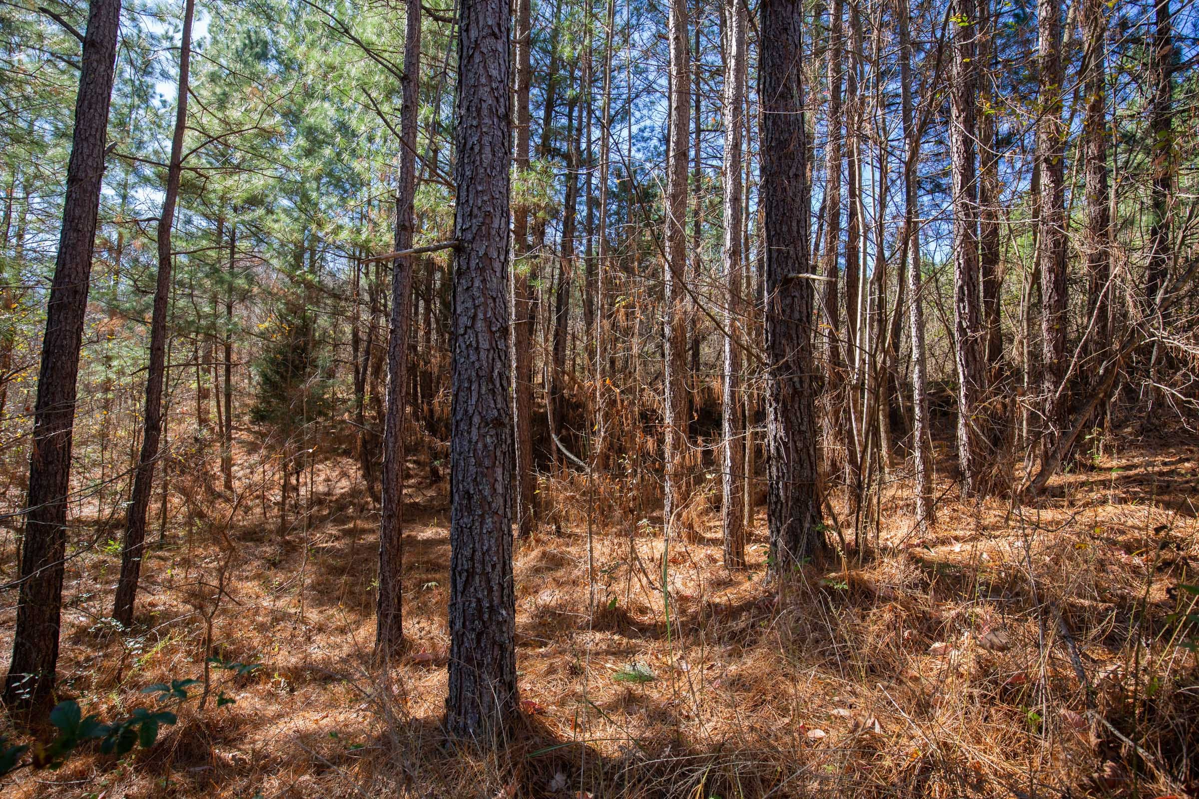 Pine Ridge Tract 8 photo 13