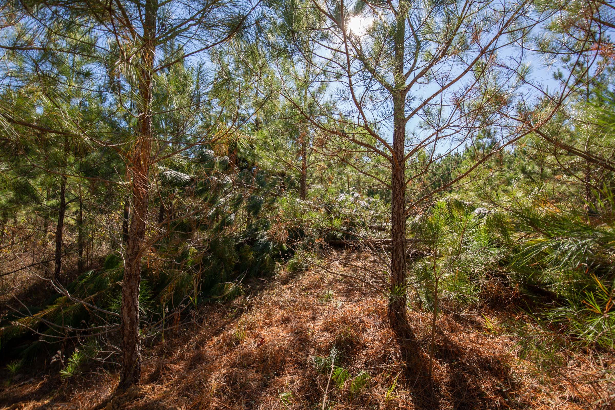 Pine Ridge Tract 8 photo 15