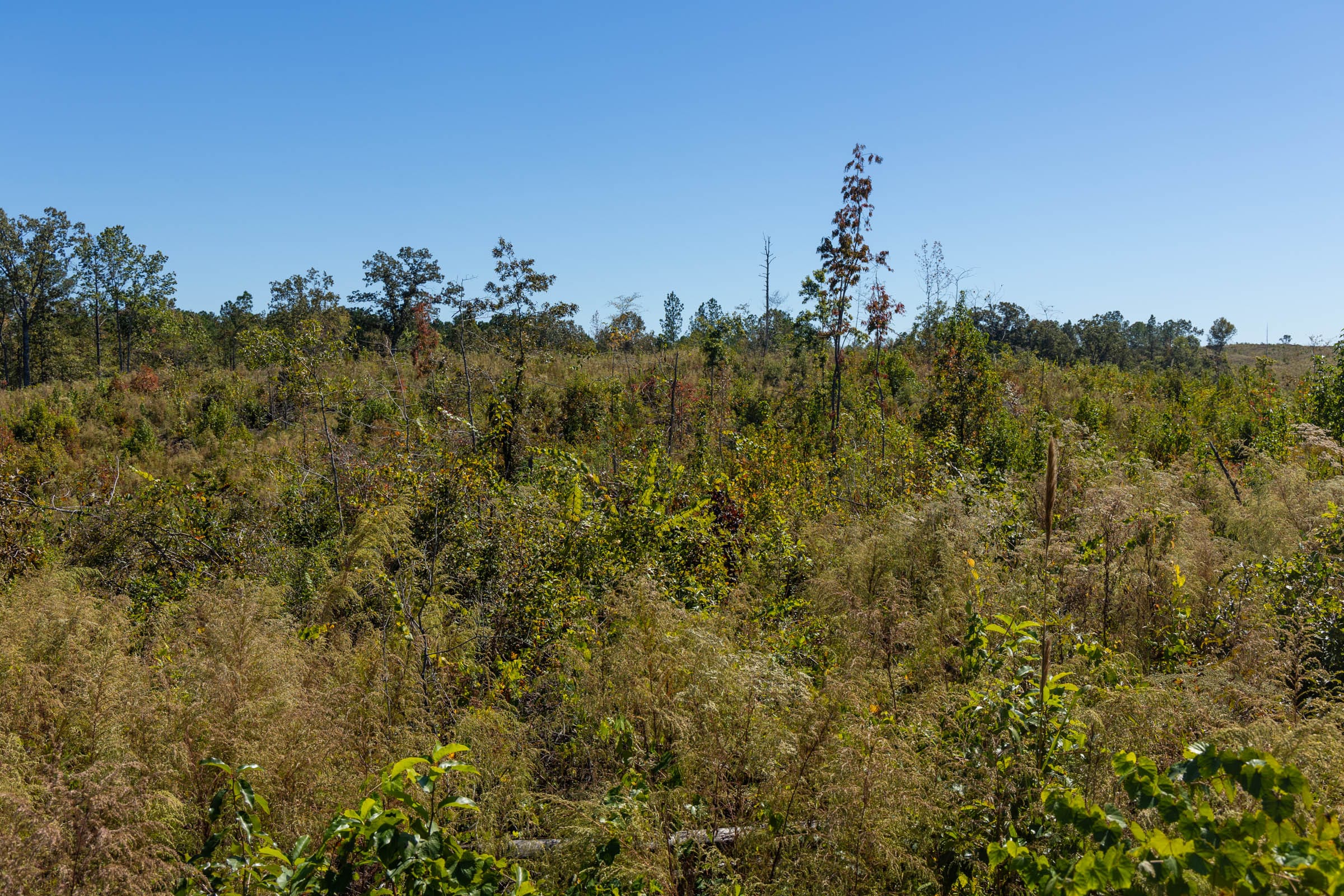 Meyer’s Ridge Tract 16 photo 6