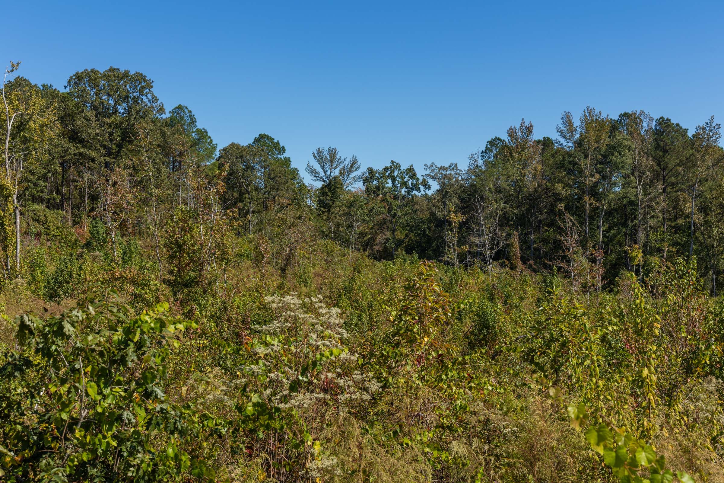 Meyer’s Ridge Tract 16 photo 4