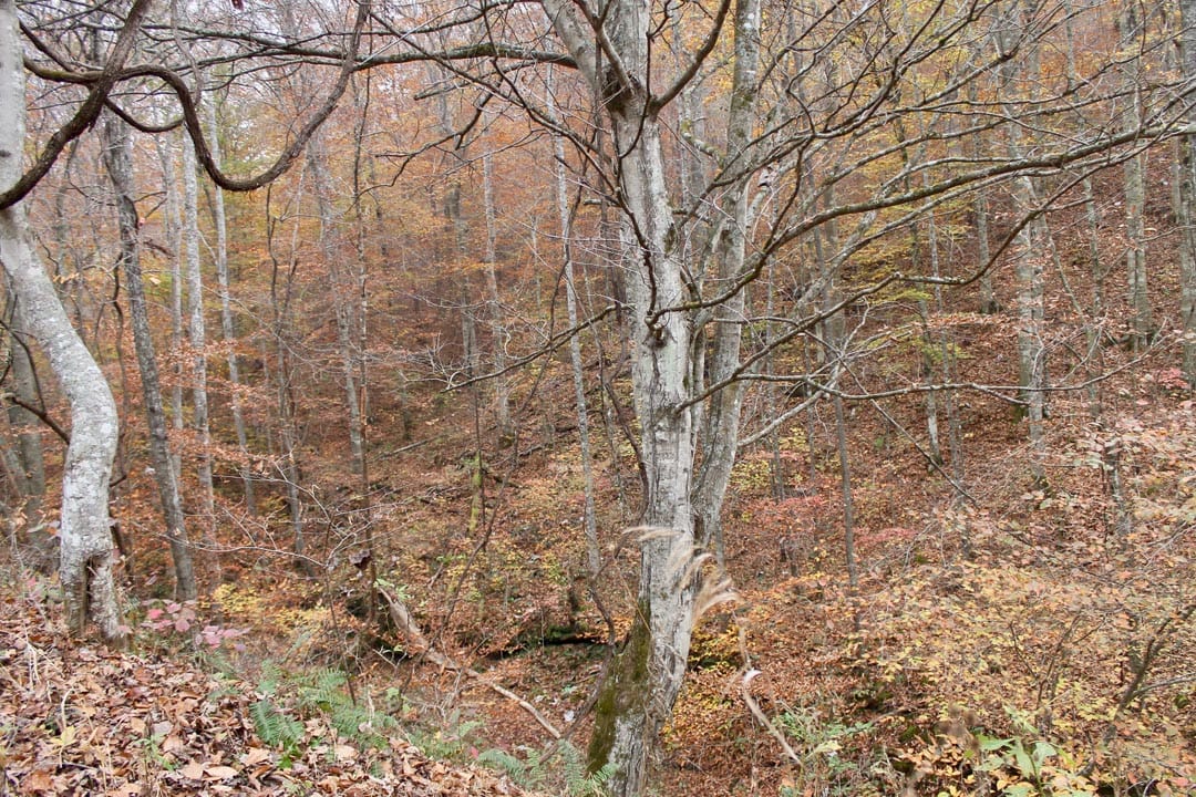 Autumn Ridge Tract 14 photo 1