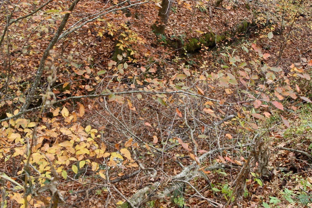 Autumn Ridge Tract 14 photo 6