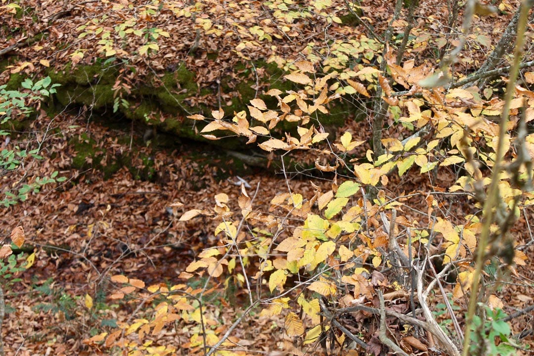Autumn Ridge Tract 14 photo 7