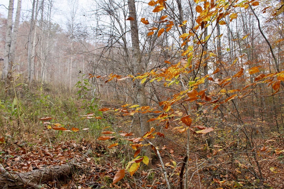 Autumn Ridge Tract 14 photo 15