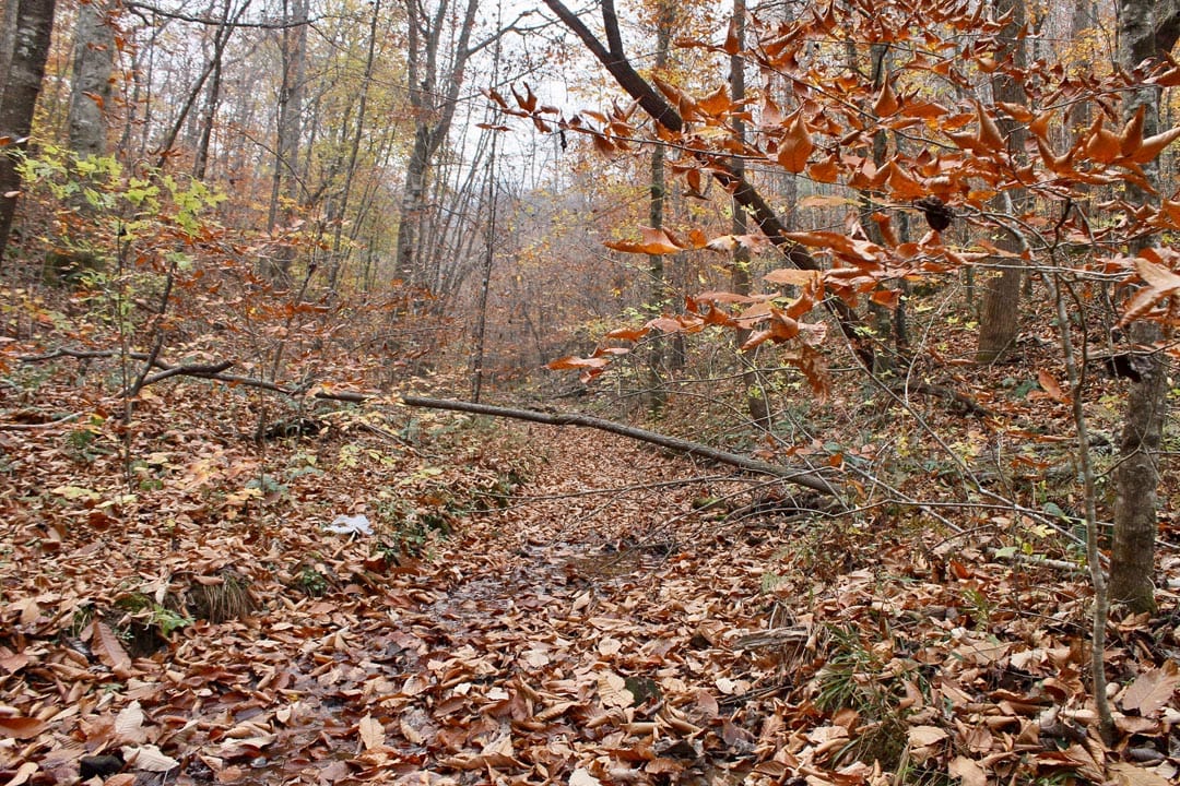 Autumn Ridge Tract 14 photo 16