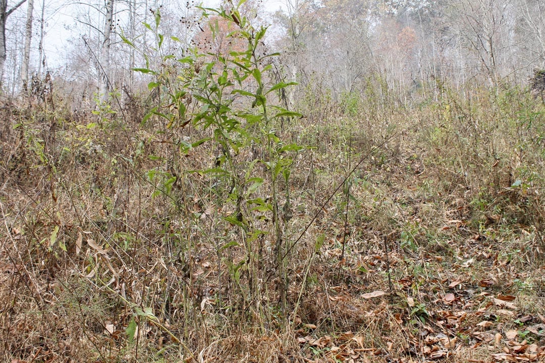 Autumn Ridge Tract 14 photo 19
