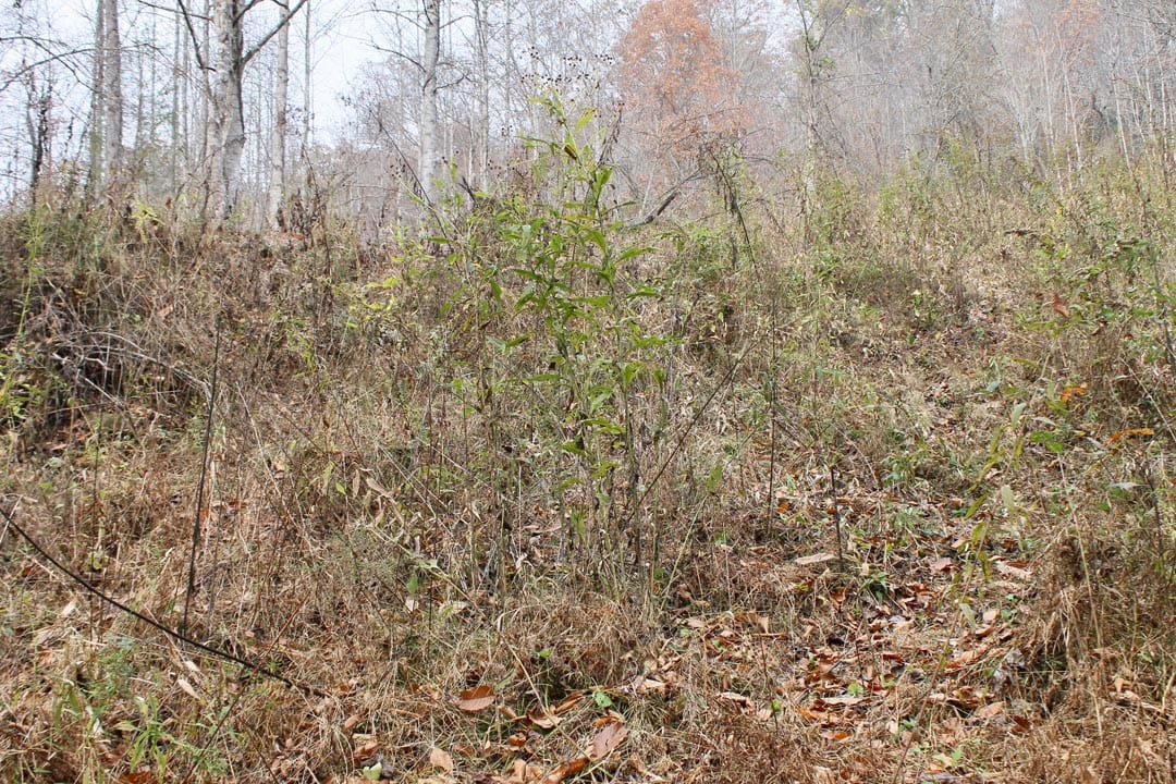 Autumn Ridge Tract 14 photo 20