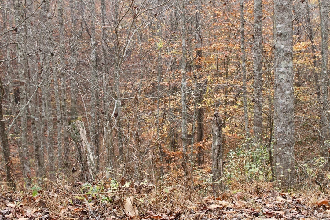 Autumn Ridge Tract 14 photo 25