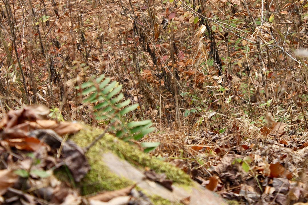 Autumn Ridge Tract 14 photo 27