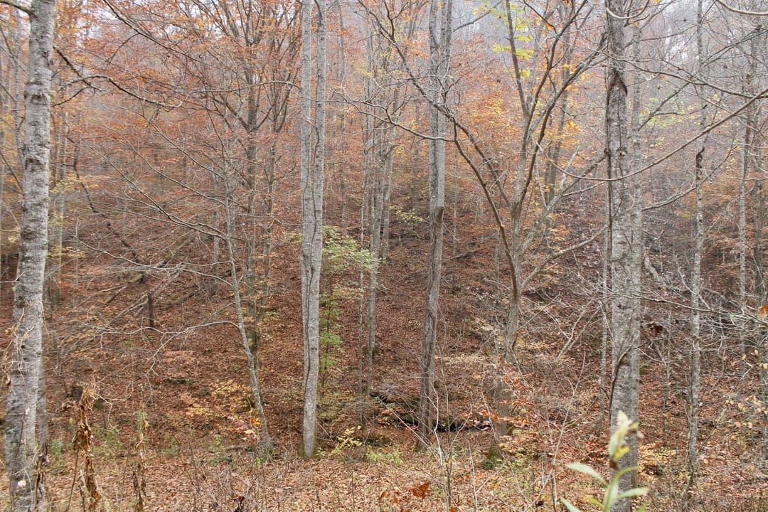 Autumn Ridge Tract 14 photo 28