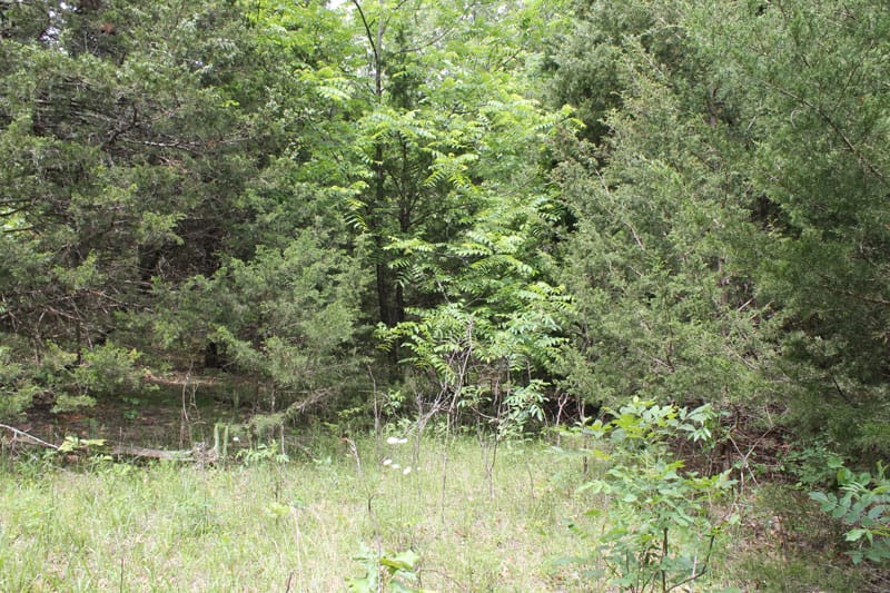 Cedar Ridge Ranch Tract 17 photo 3