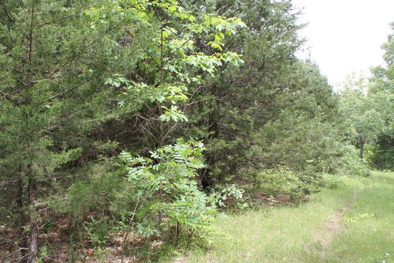 Cedar Ridge Ranch Tract 17 photo 4