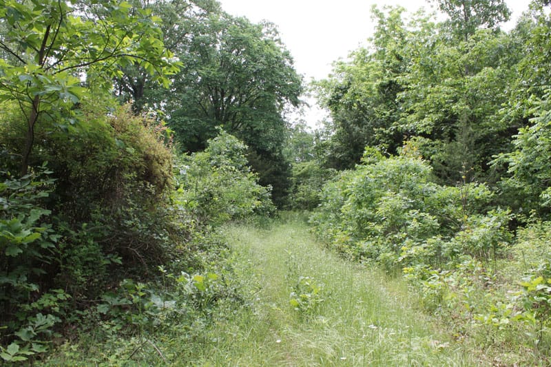 Cedar Ridge Ranch Tract 17 photo 5