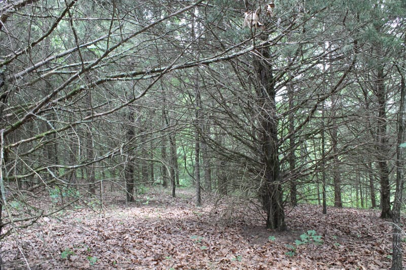 Cedar Ridge Ranch Tract 17 photo 7